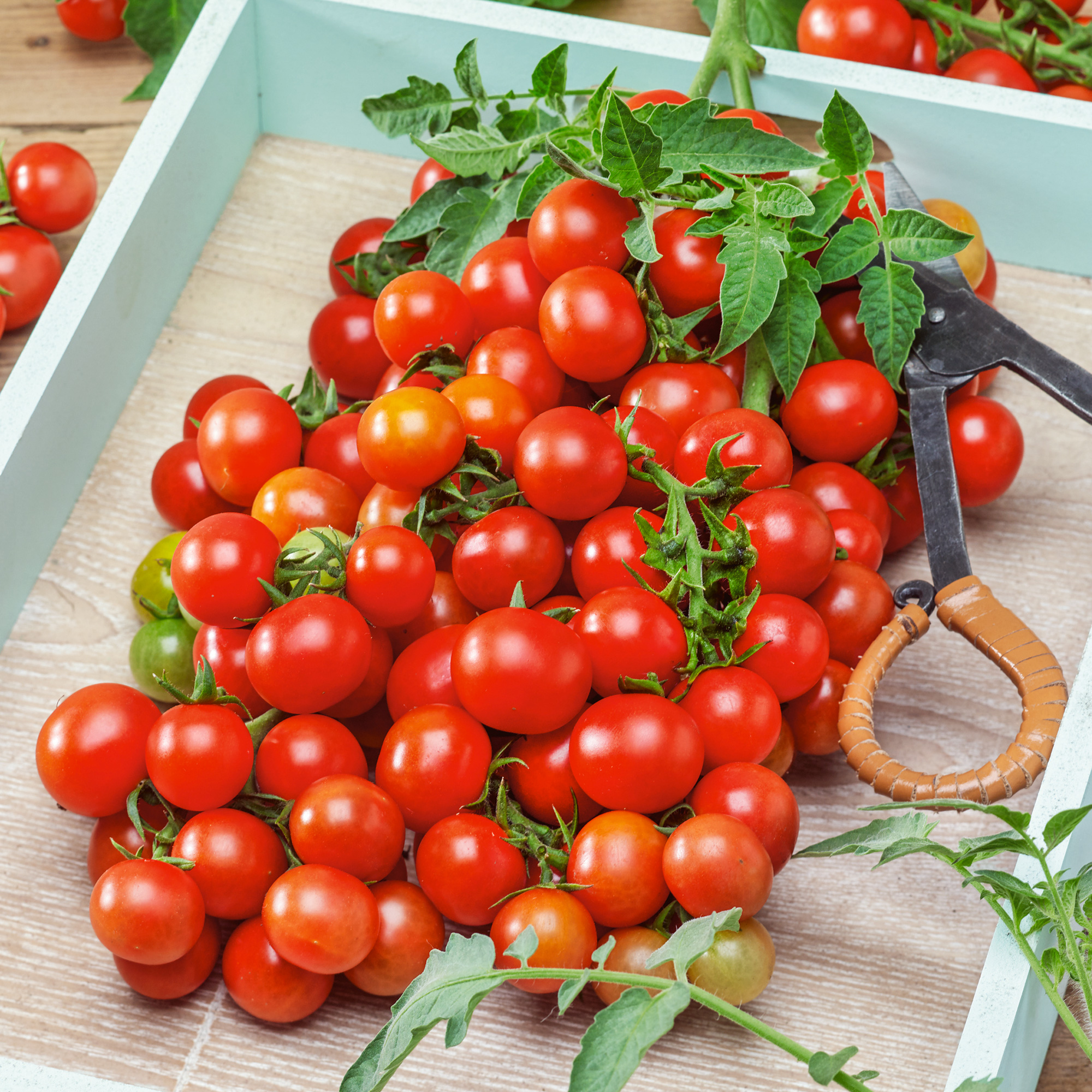 Organic Red Cherry Small Tomato Seeds - 1 Oz - Garden, Non-GMO - Buy Non-GMO Lycopersicon esculentum Farm & Gardening Seeds Onli