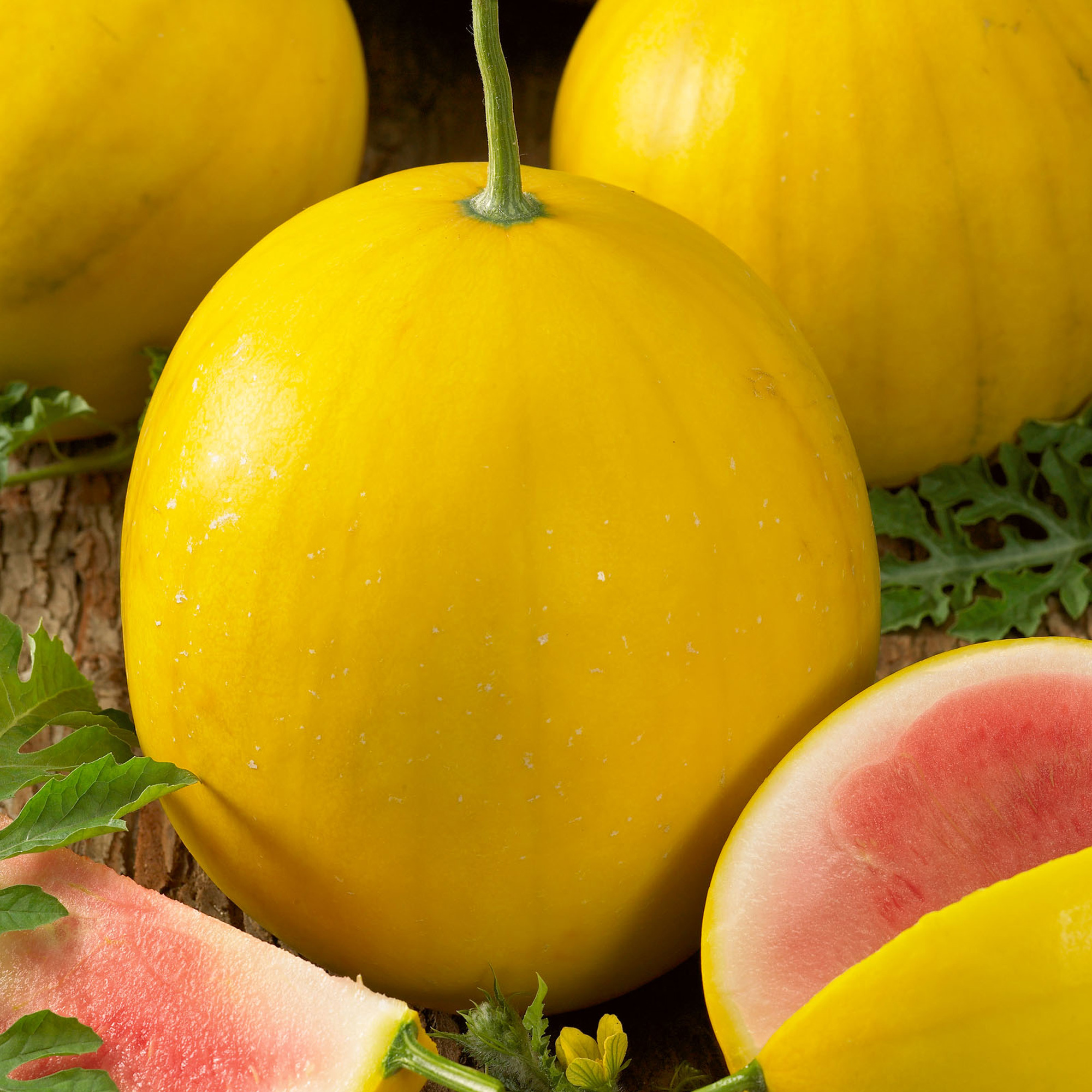 Organic Golden Midget Tomato Seeds - 1 Oz - Gardening - Non-GMO - Buy Non-GMO Citrullus lanatus Farm & Gardening Seeds Online