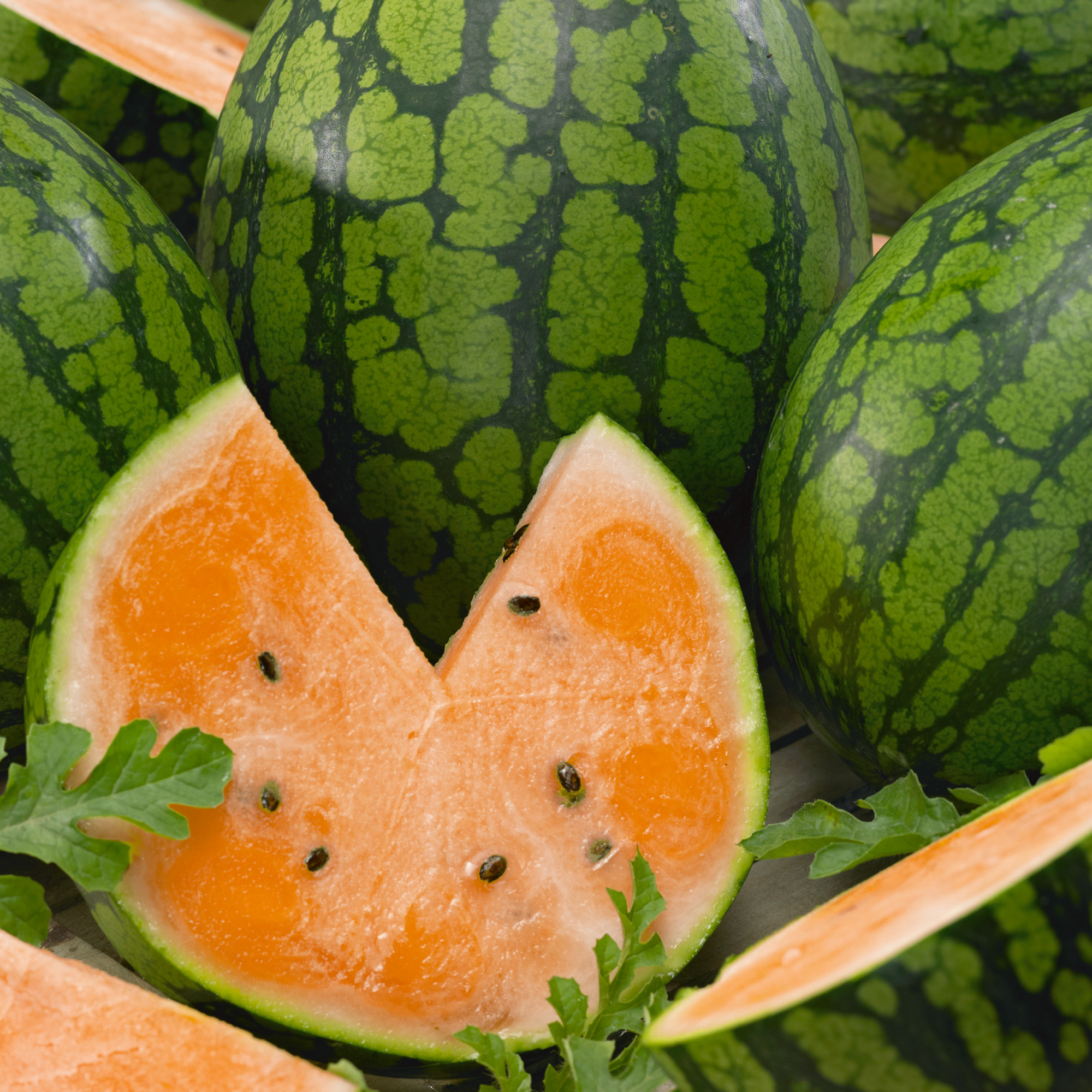 Organic Tendersweet Orange Watermelon Seeds - 25 Lb Bulk -Garden, Farm - Buy Non-GMO Citrullus lanatus Farm & Gardening Seeds On