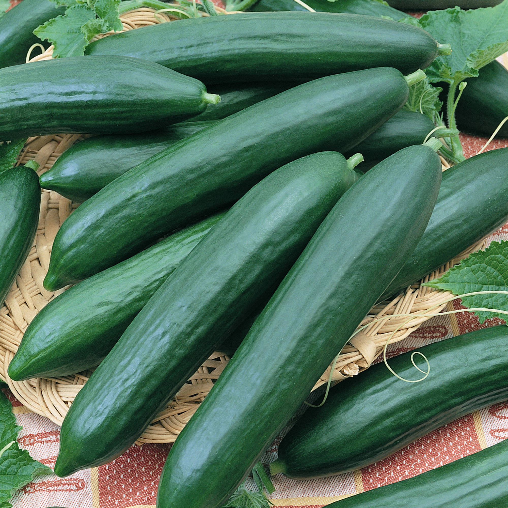 Eversweet F1 Hybrid Cucumber Seeds - 1 Oz - Vegetable Garden