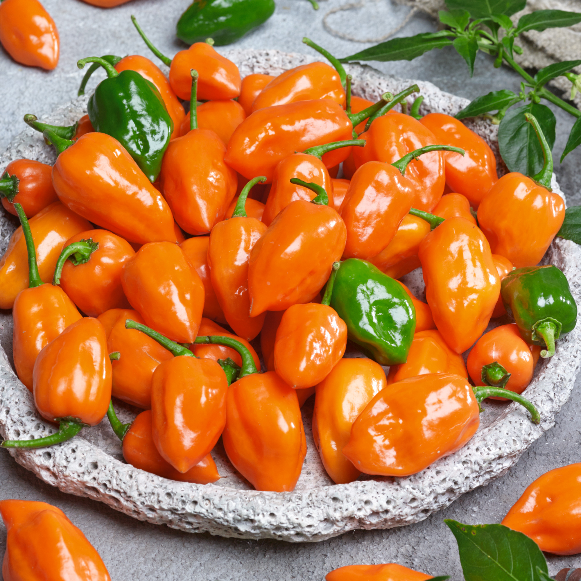 Cienfuegos, Orange F1 Hybrid Hot Pepper Seeds - 1 Lb - Gardening