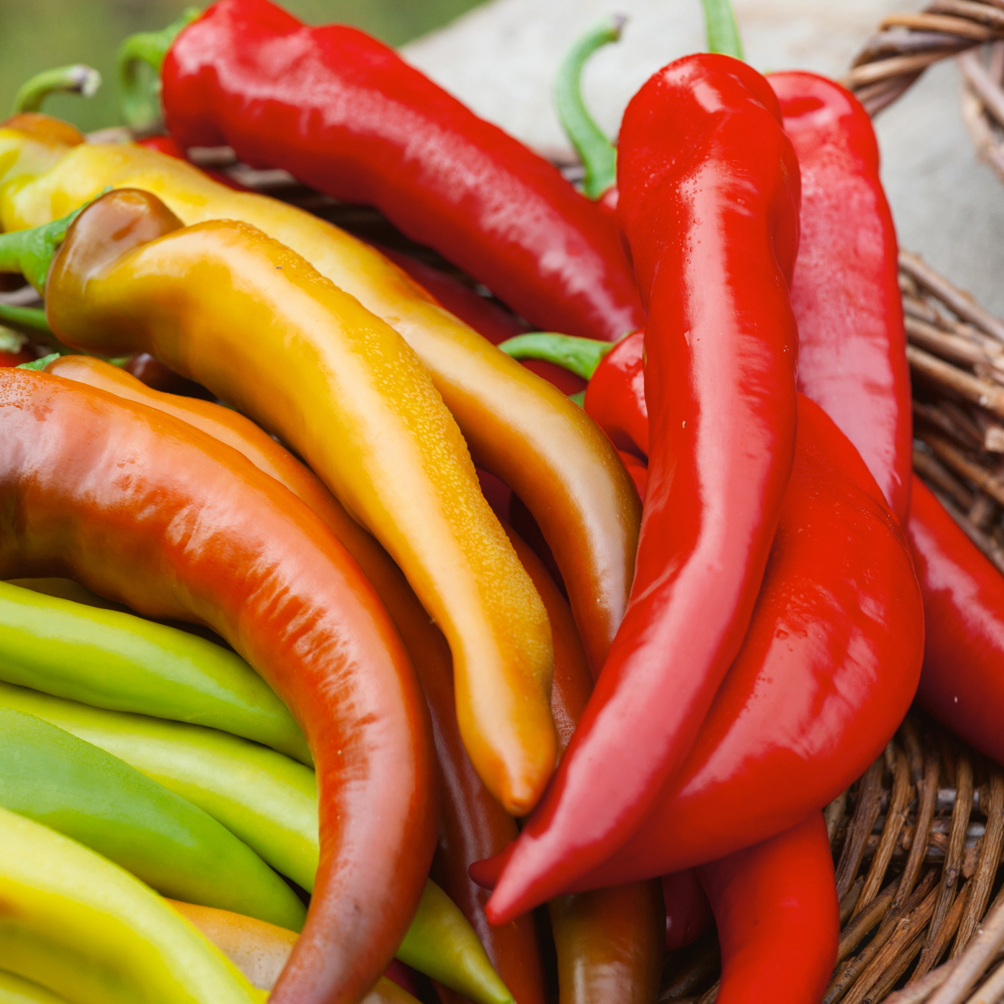 Mexican Sunset F1 AAS Hybrid Hot Pepper Seeds - 1 Oz - Gardening