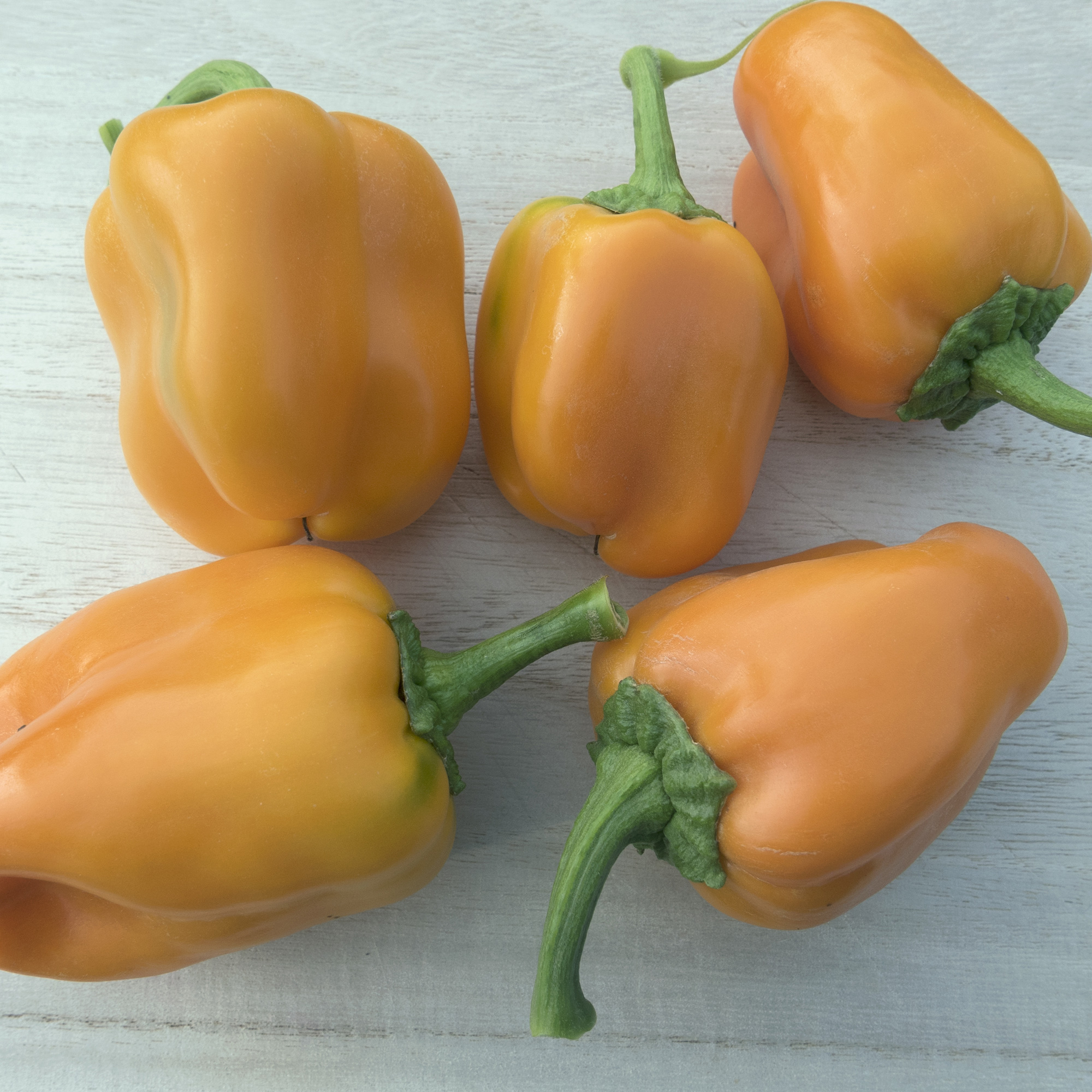 Riesling F1 Hybrid Sweet Pepper Seeds - 1 Lb - Vegetable Gardening