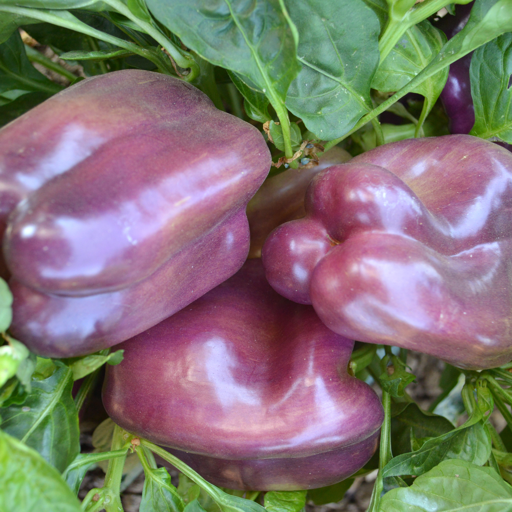 Rose F1 Hybrid Sweet Pepper Seeds - 4 Oz - Vegetable Garden