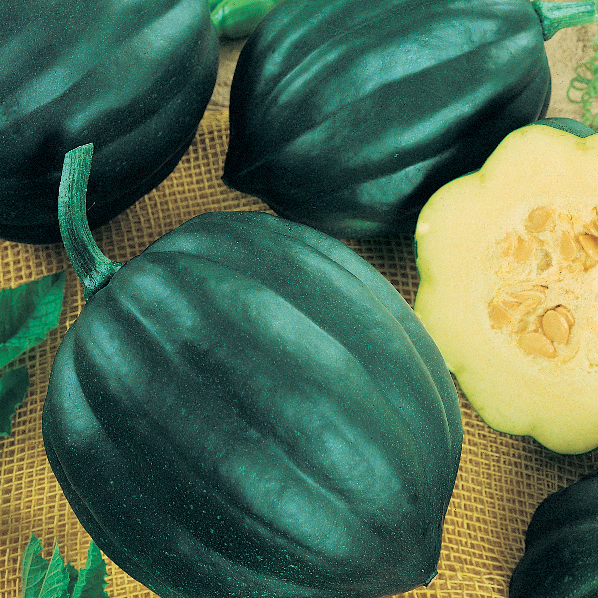 Table Princess F1 PMT Hybrid Squash Seeds - 5 Lb Bulk - Farm & Garden