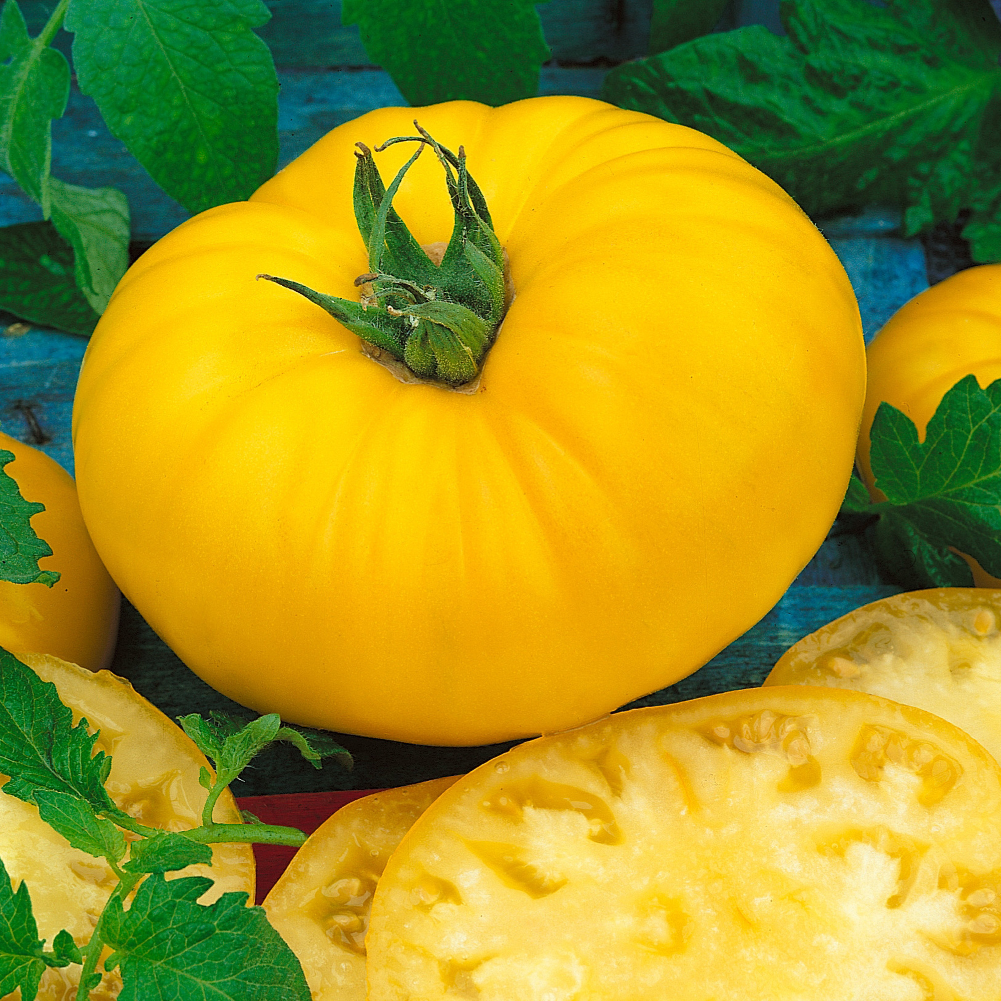 Brandymaster Yellow F1 Hybrid Tomato Seeds - 1 Oz - Vegetable Garden - Buy Non-GMO Lycopersicon esculentum Farm & Gardening Seed