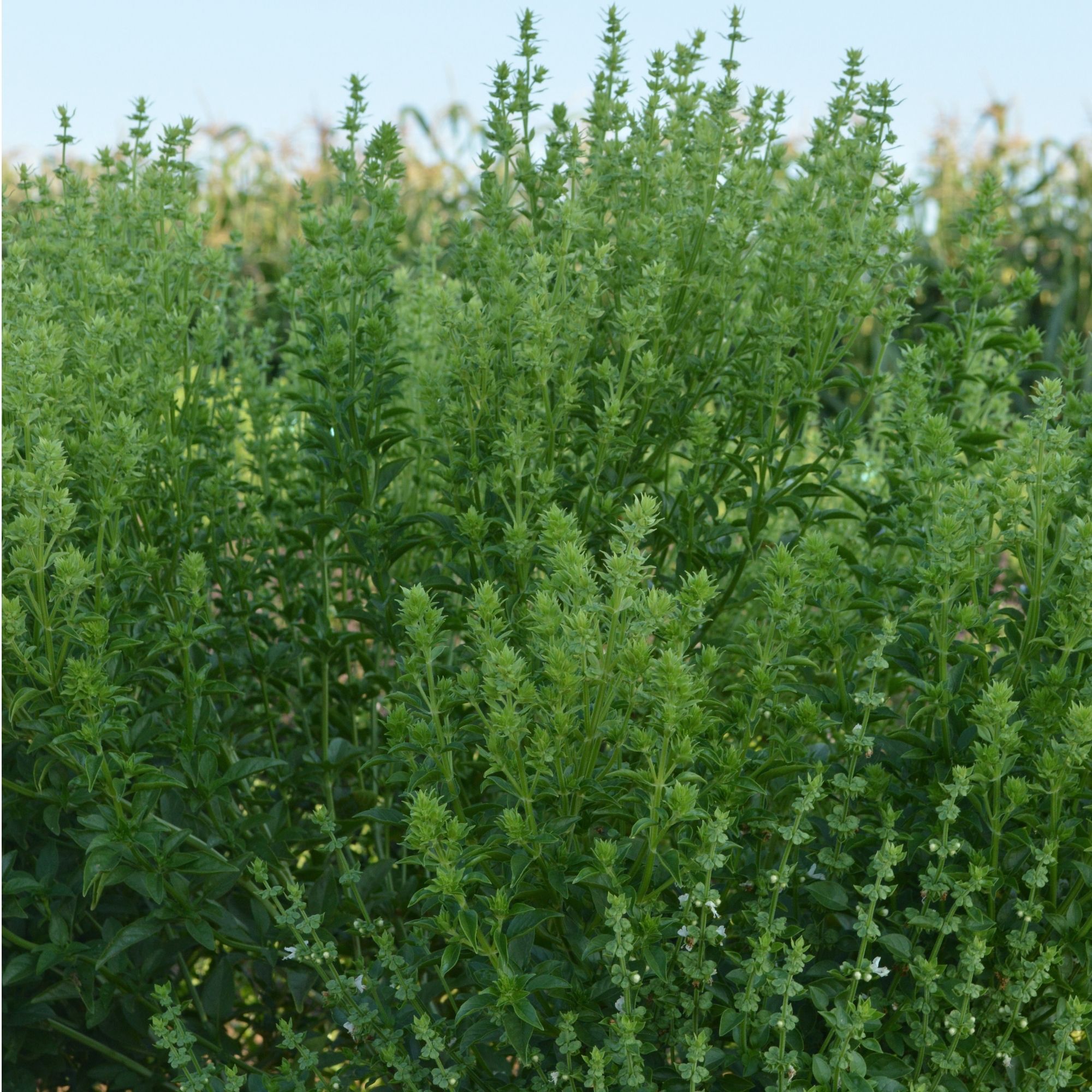 Organic Fino Verde Basil Seeds - 1 Oz ~19000 Seeds - Non-GMO, Heirloom - Growing Microgreens, Herb Garden - Ocimum basilicum