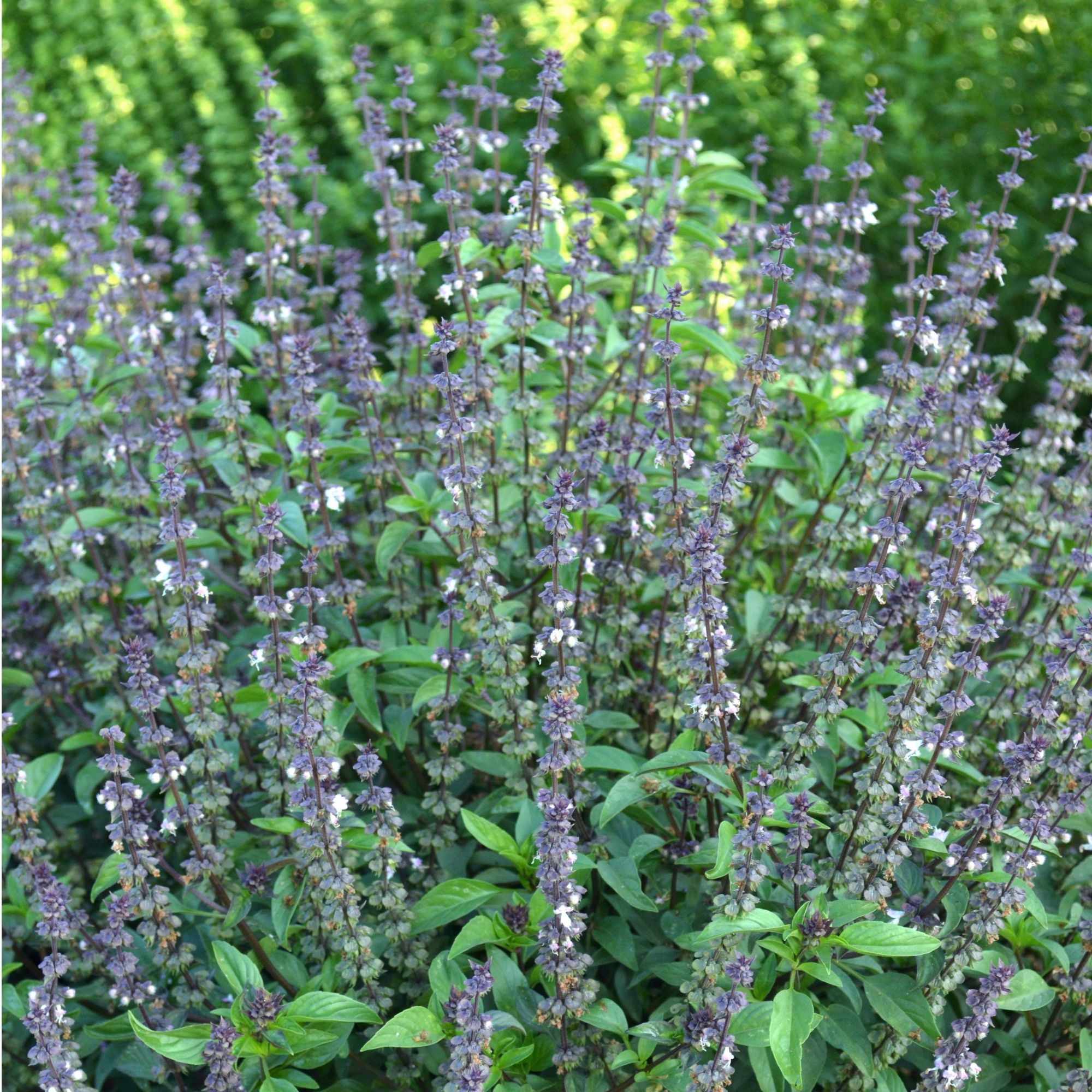 Organic Basil Herb Garden Seeds - Cinnamon - 4 Oz ~64,000 Seeds - Non-GMO, Heirloom - Herbal Gardening & Microgreens Seeds