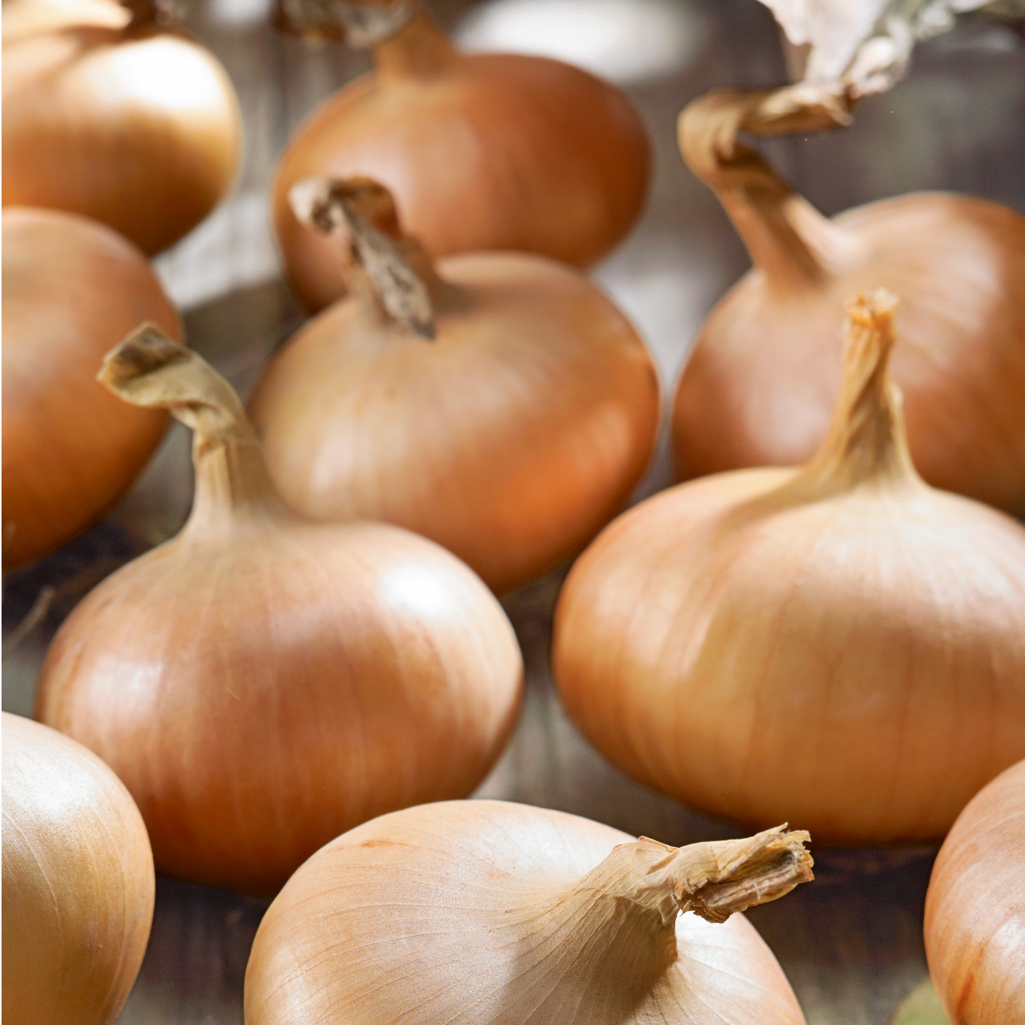 Organic Stuttgarter Onion Seeds - 1 Oz ~7000 Seeds - Heirloom, Non-GMO Vegetable Garden Seeds - Open Pollinated