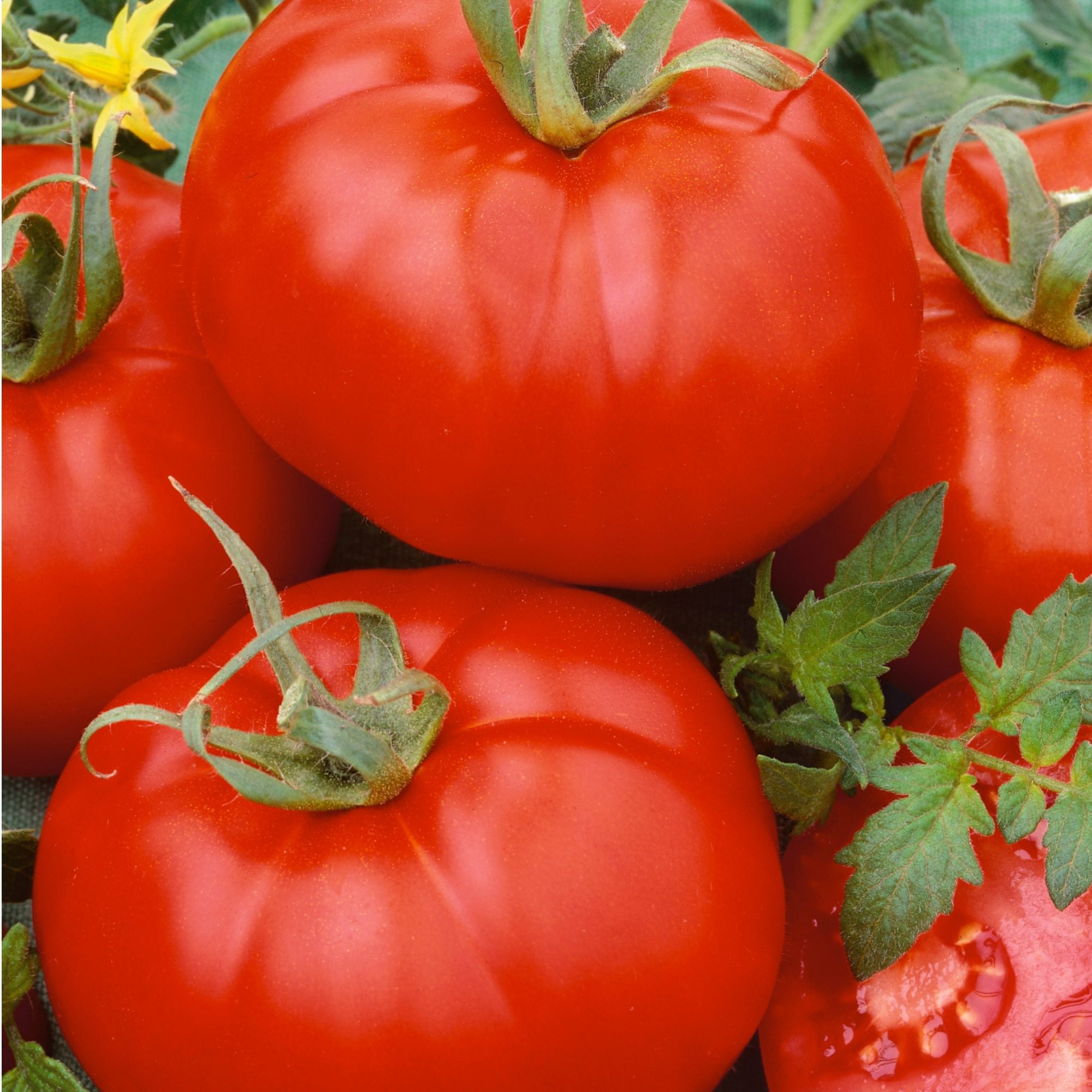 Organic Ace 55 VF Tomato Seeds - 1 Lb Bulk ~160,000 Seeds - Determinate - Heirloom, Non-GMO - Vegetable Gardening