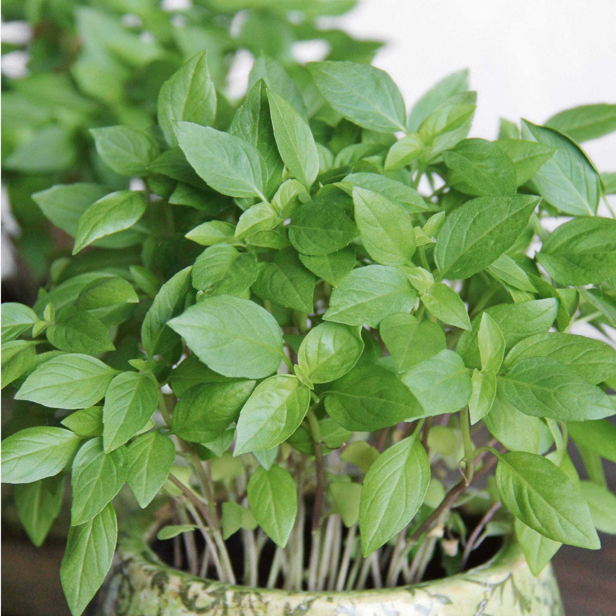 Organic Thai Basil Seeds - 5 Lb Bulk ~1.3M Seeds - Asian Herb Garden & Microgreens Seeds - Heirloom, Non-GMO Culinary Herbal Gar