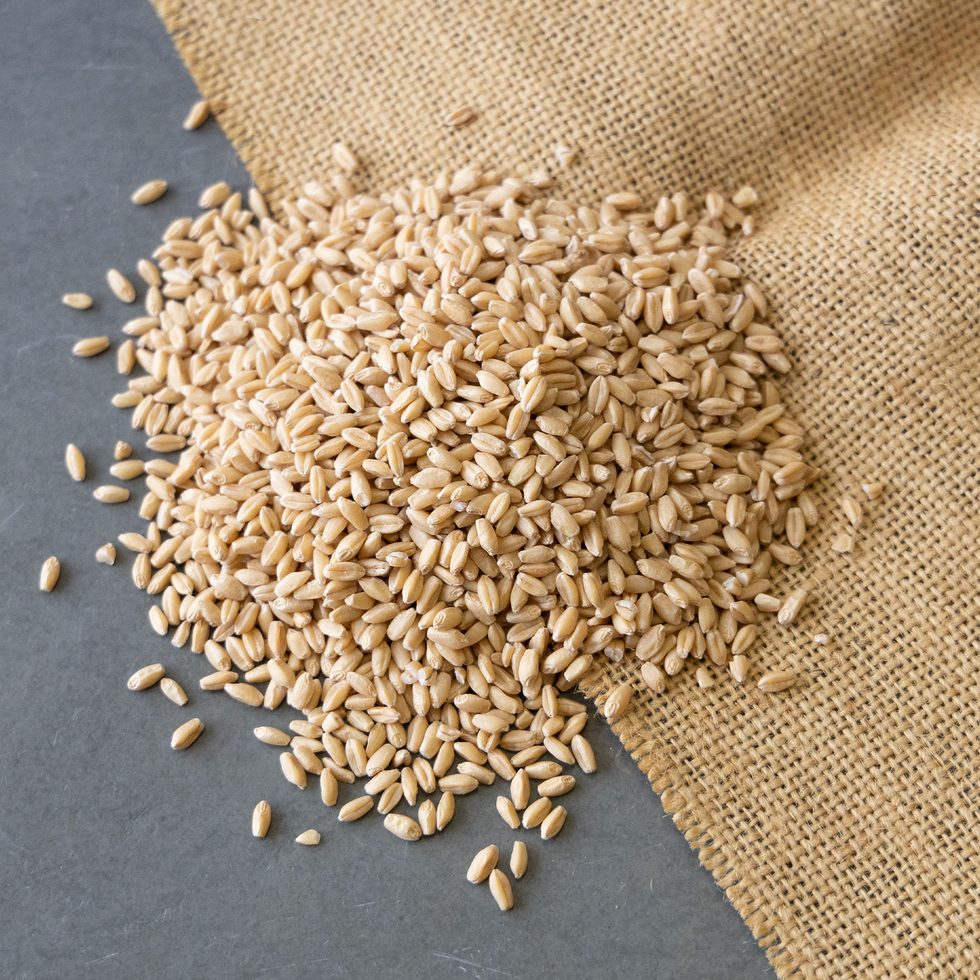Grain, Wheat - Hard White - 25 Lb Bulk ~200K Seeds -Non-GMO Cover Crop - Buy Non-GMO Triticum aestivum Farm & Gardening Seeds On