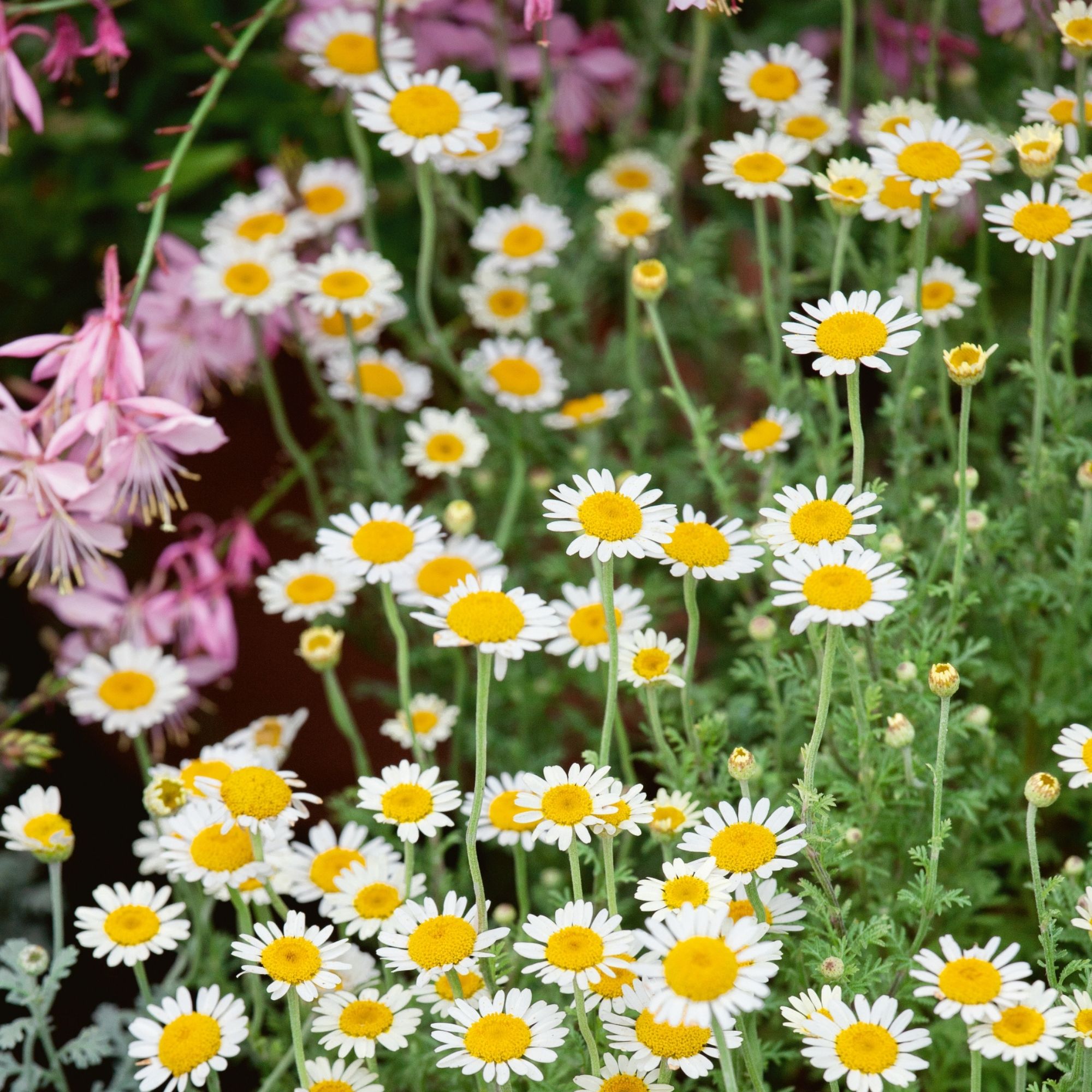 Organic Chamomile, German - 0.25 Oz ~50,000 Seeds - Non-GMO, Open Pollinated - Herbal Tea Garden & Medicinal Herb Gardening Seed