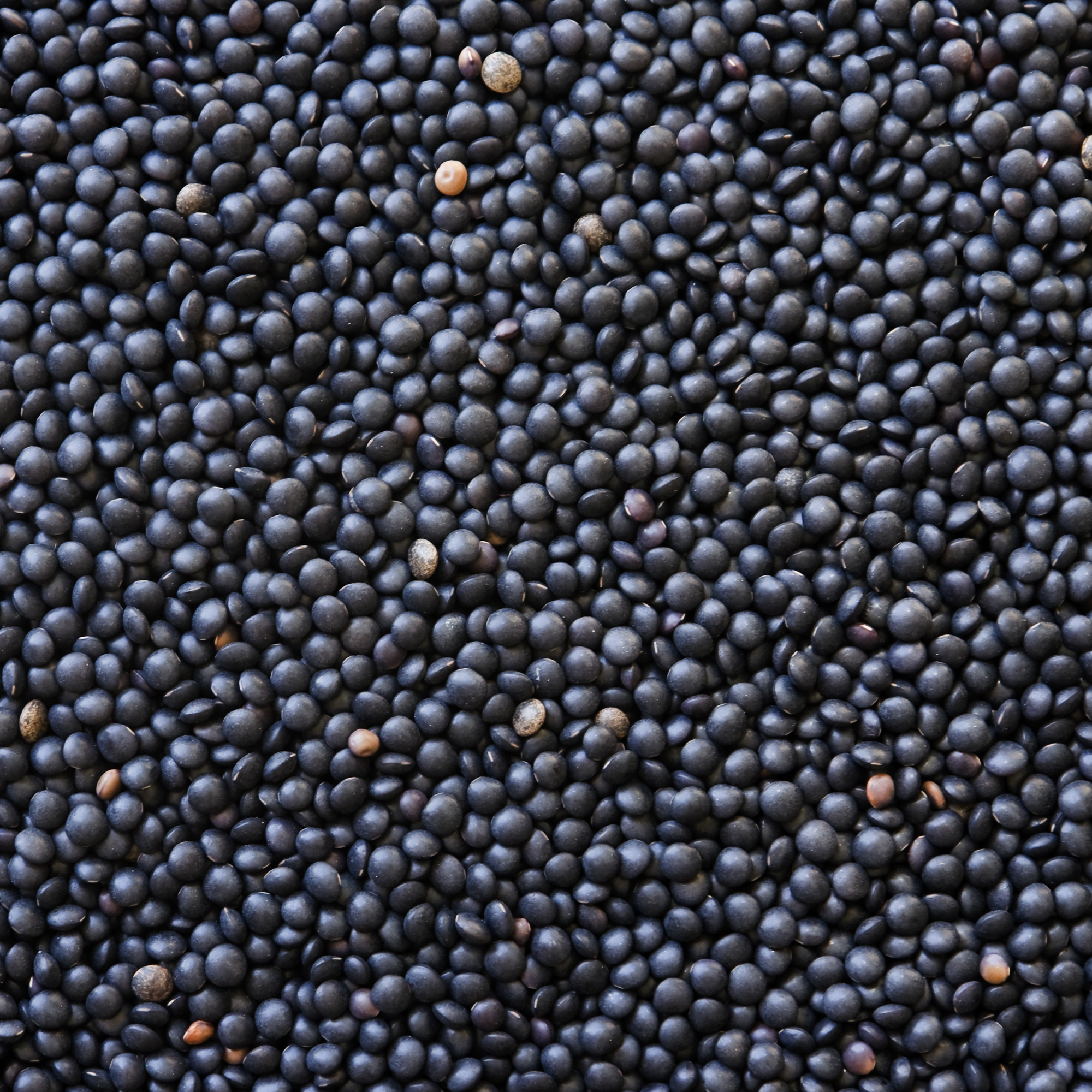Organic Black Lentil Seeds - 1 Oz Packet ~600 Seeds - Heirloom, Non-GMO Vegetable Garden & Sprouts - Indian Lentils