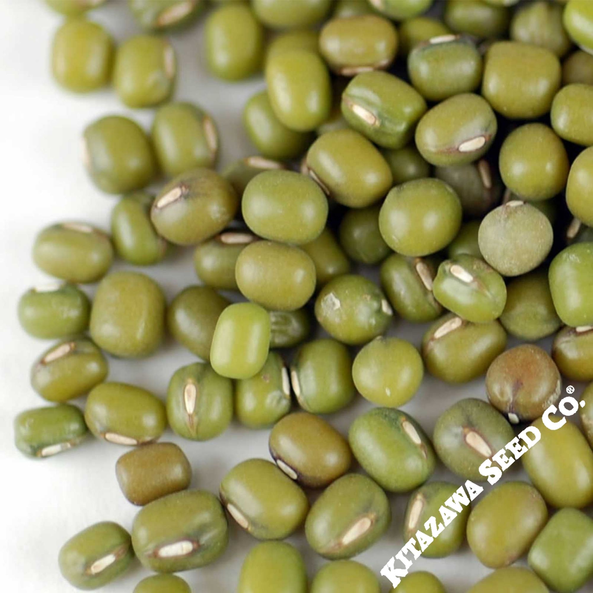 Mung Bean - Mappe Green -20 g Packet ~445 Seeds - Non-GMO, Heirloom - Asian Garden Vegetable & Sprouts