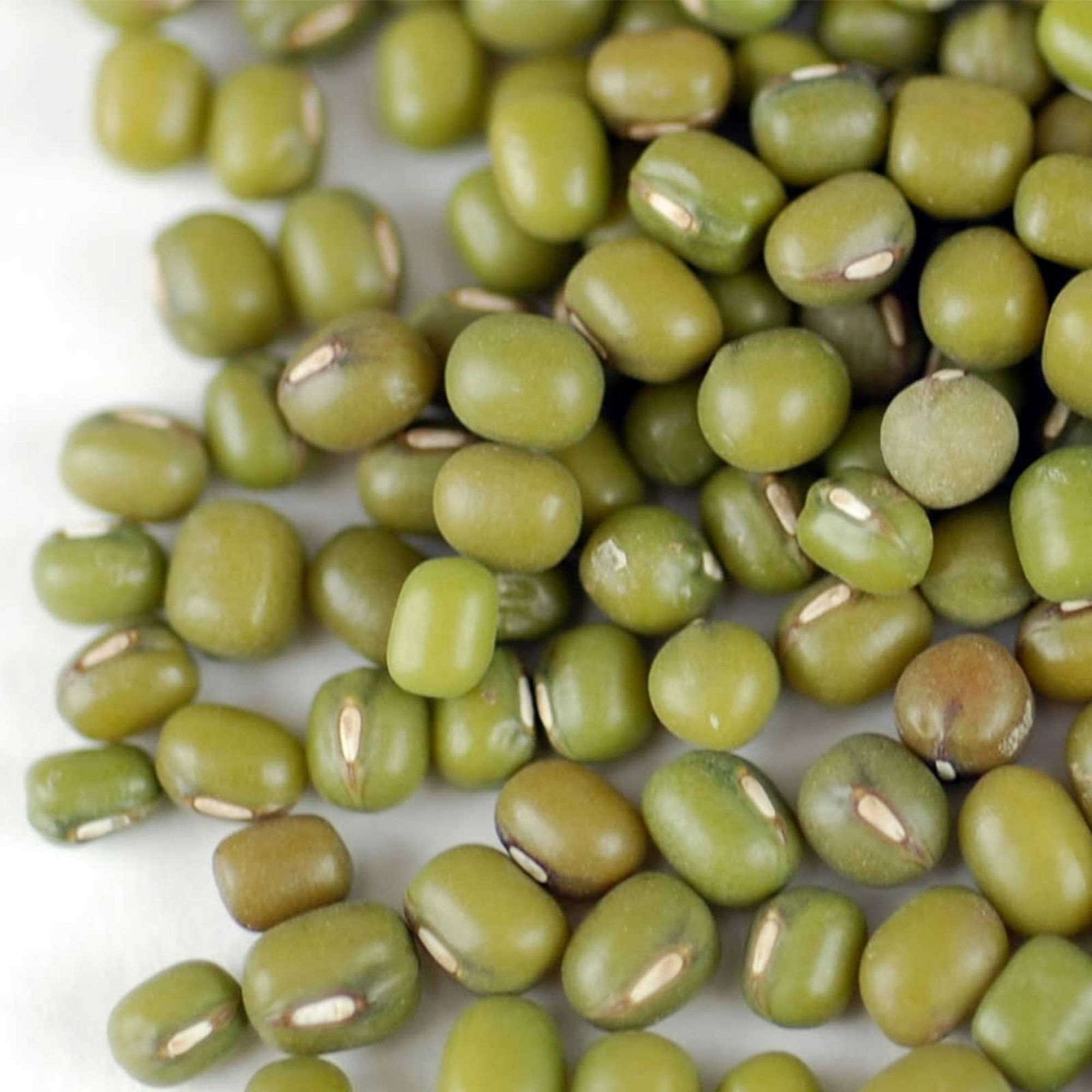 Mung Bean - Mappe Green -5 Lb Bulk ~50000 Seeds - Non-GMO, Heirloom - Asian Garden Vegetable & Sprouts