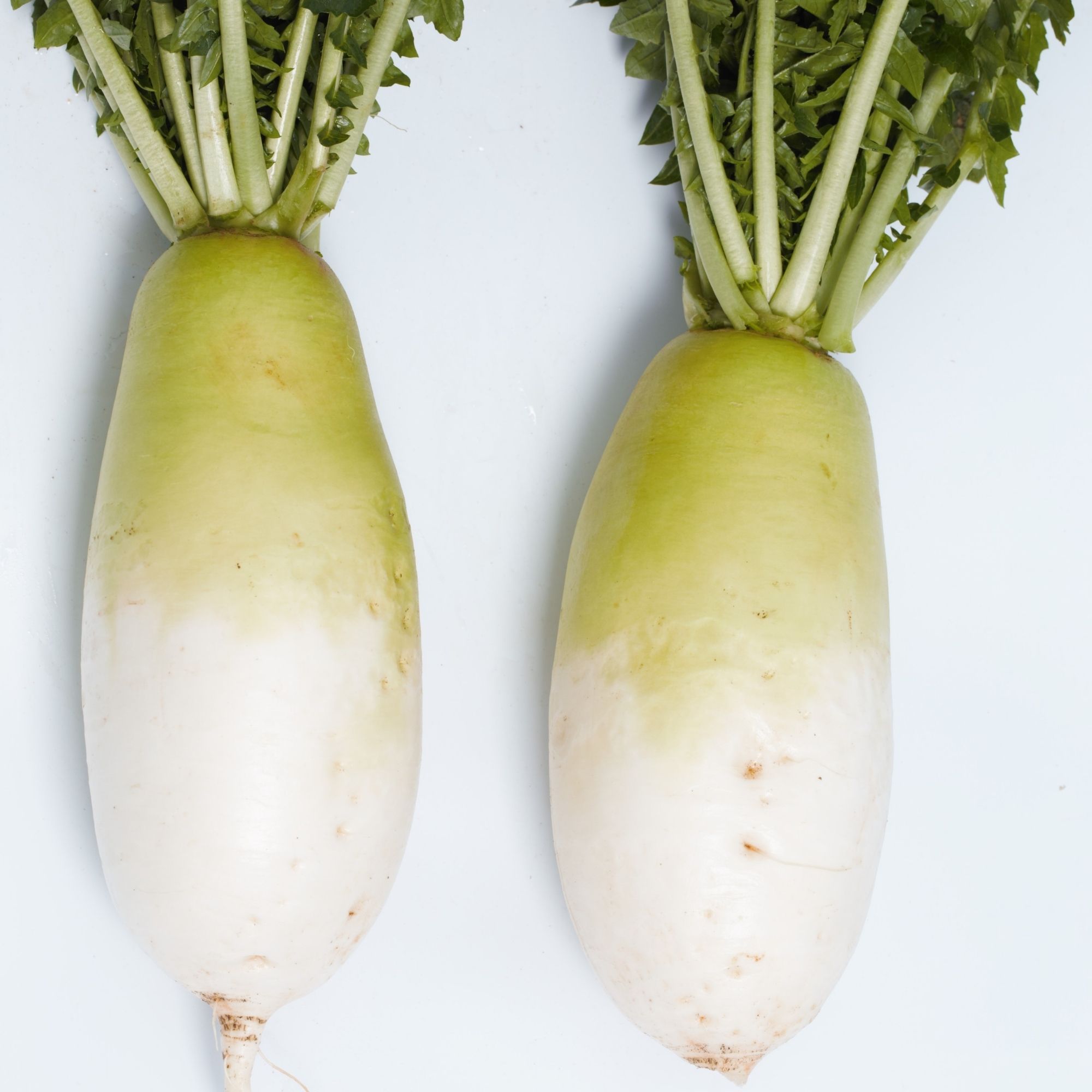 Radish Seeds - Korean - Fall Storage - Hybrid -1 g Packet ~144 Seeds - Non-GMO, F1 Hybrid - Asian Garden Vegetable