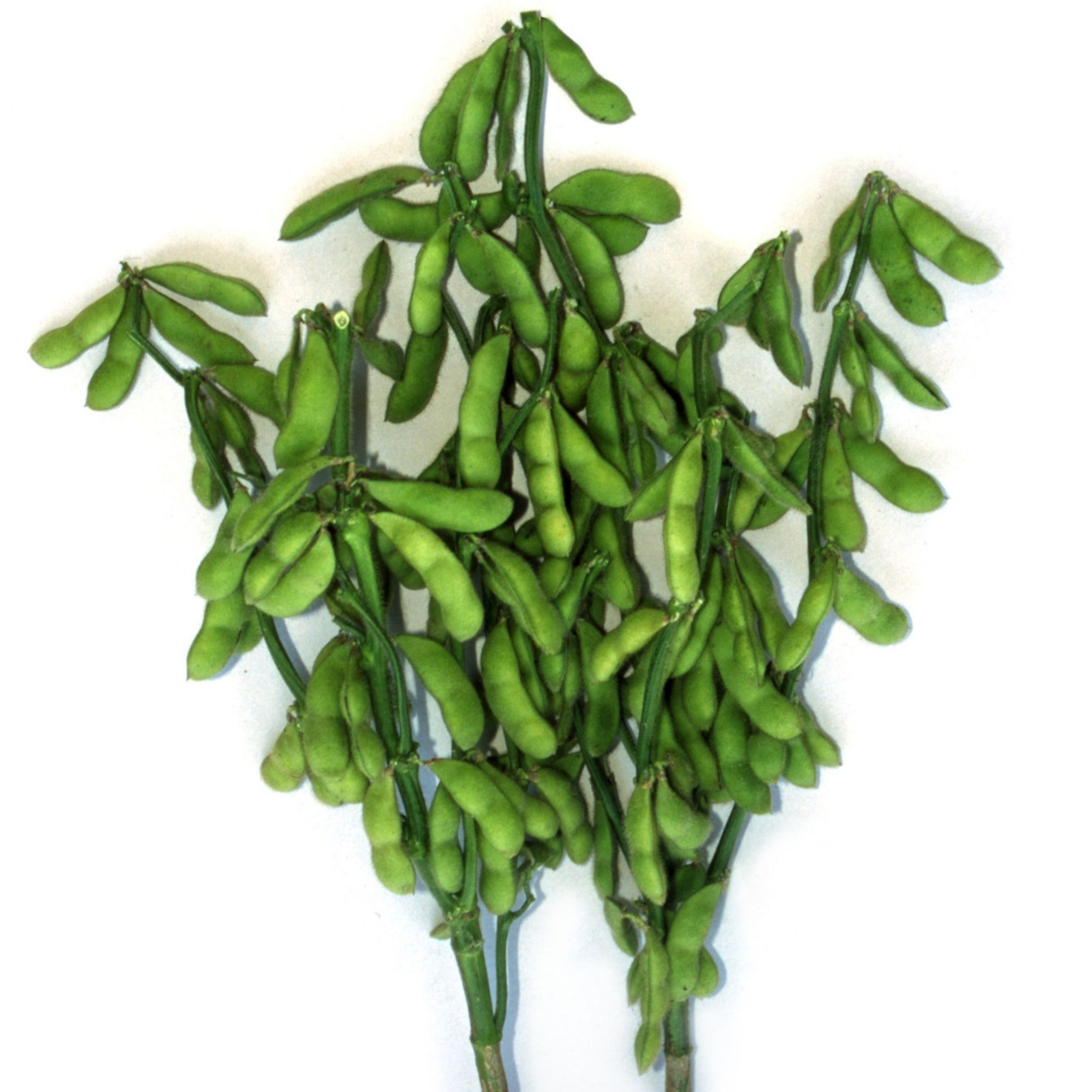 Soybean - Kouri -4 Oz ~400 Seeds - Non-GMO, Heirloom - Asian Garden Vegetable