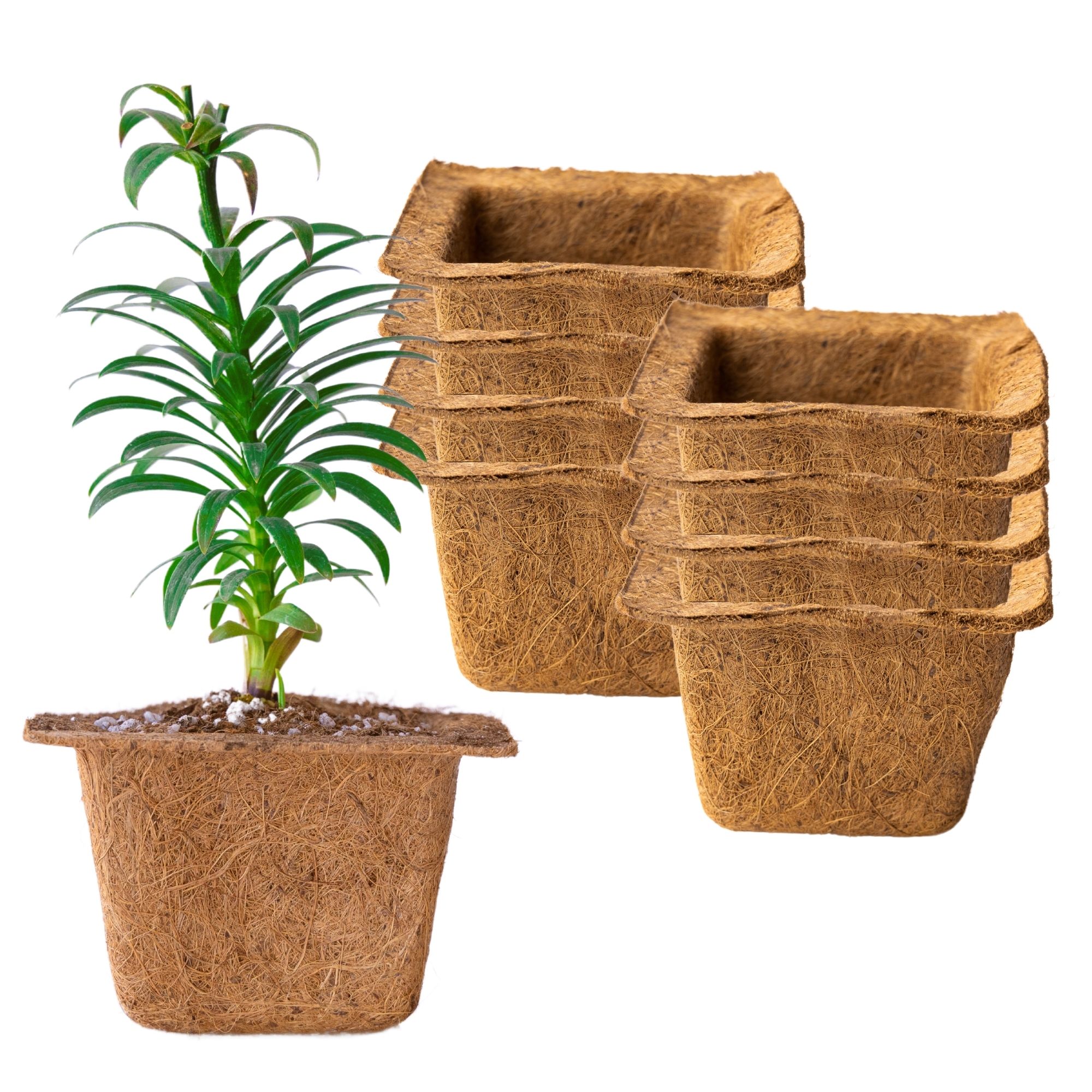 Coconut Fiber Plant Seedling Pots - Square - 8 Pack - 7 In. Rim x 4 In. Tall ? Direct Transplant - Garden Seed Starting - Coco C