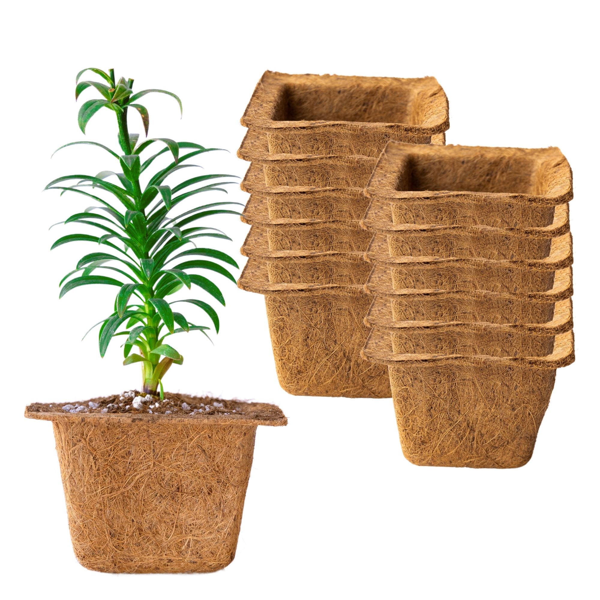 Coconut Fiber Plant Seedling Pots - Square - 12 Pack - 7 In. Rim x 4 In. Tall ? Direct Transplant - Garden Seed Starting - Coco 