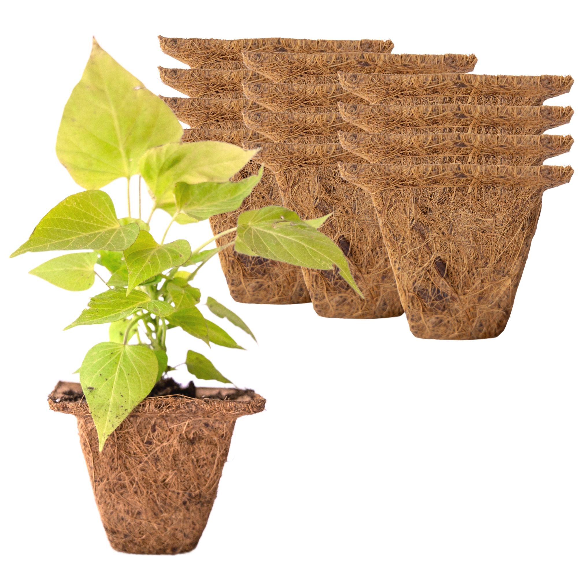 Coconut Fiber Plant Seedling Pots - Square - 12 Pack - 4 In. Rim x 3 In. Tall - Sustainable, Biodegradable Garden Seed Starting 