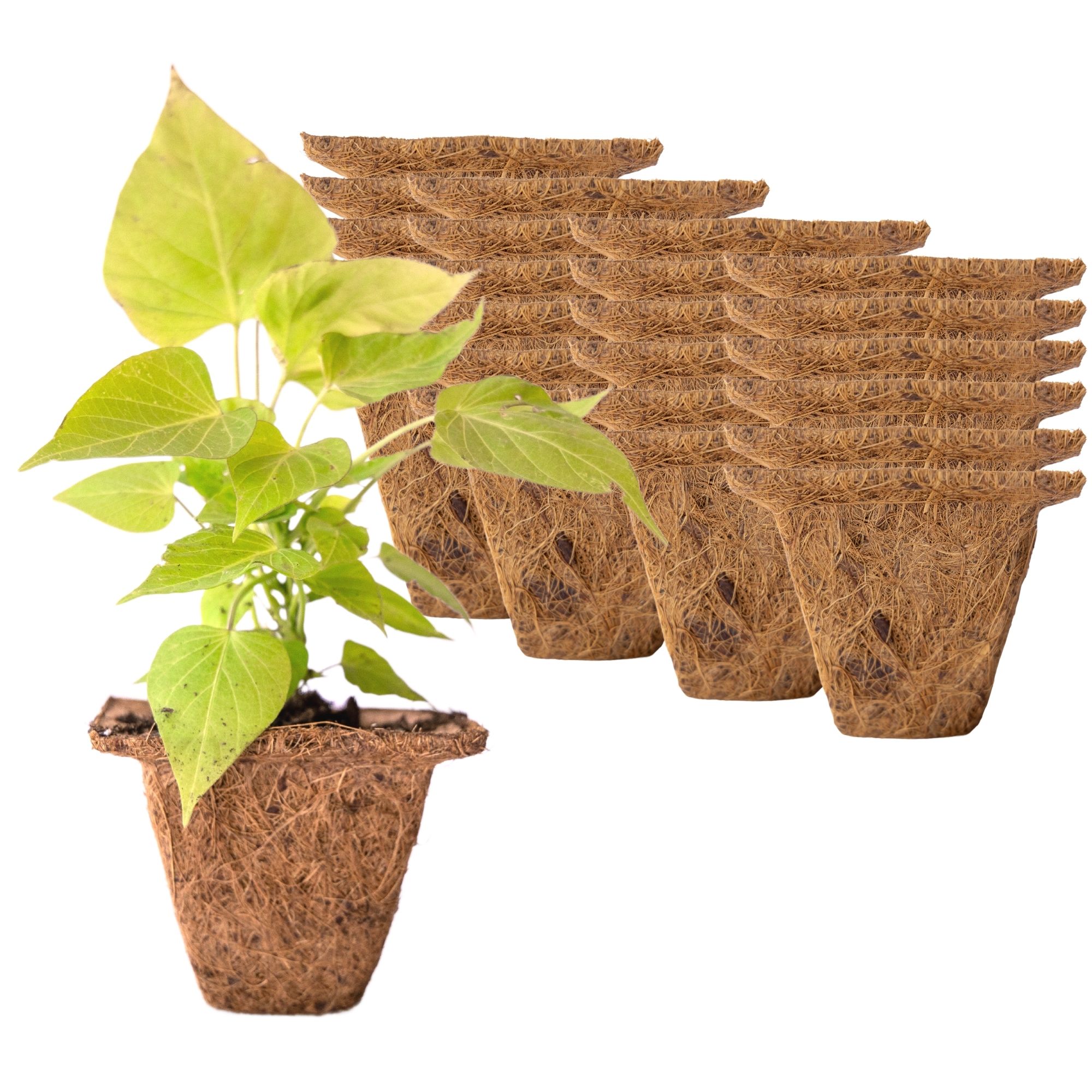 Coconut Fiber Plant Seedling Pots - Square - 24 Pack - 4 In. Rim x 3 In. Tall - Sustainable, Biodegradable Garden Seed Starting 