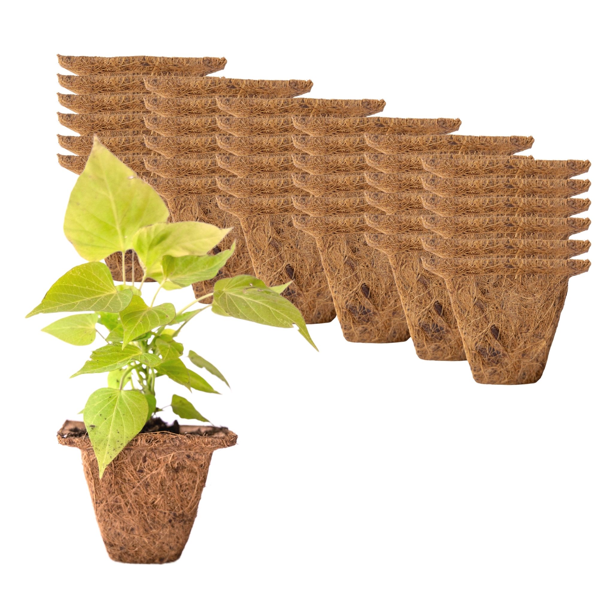 Coconut Fiber Plant Seedling Pots - Square - 36 Pack - 4 In. Rim x 3 In. Tall - Sustainable, Biodegradable Garden Seed Starting 