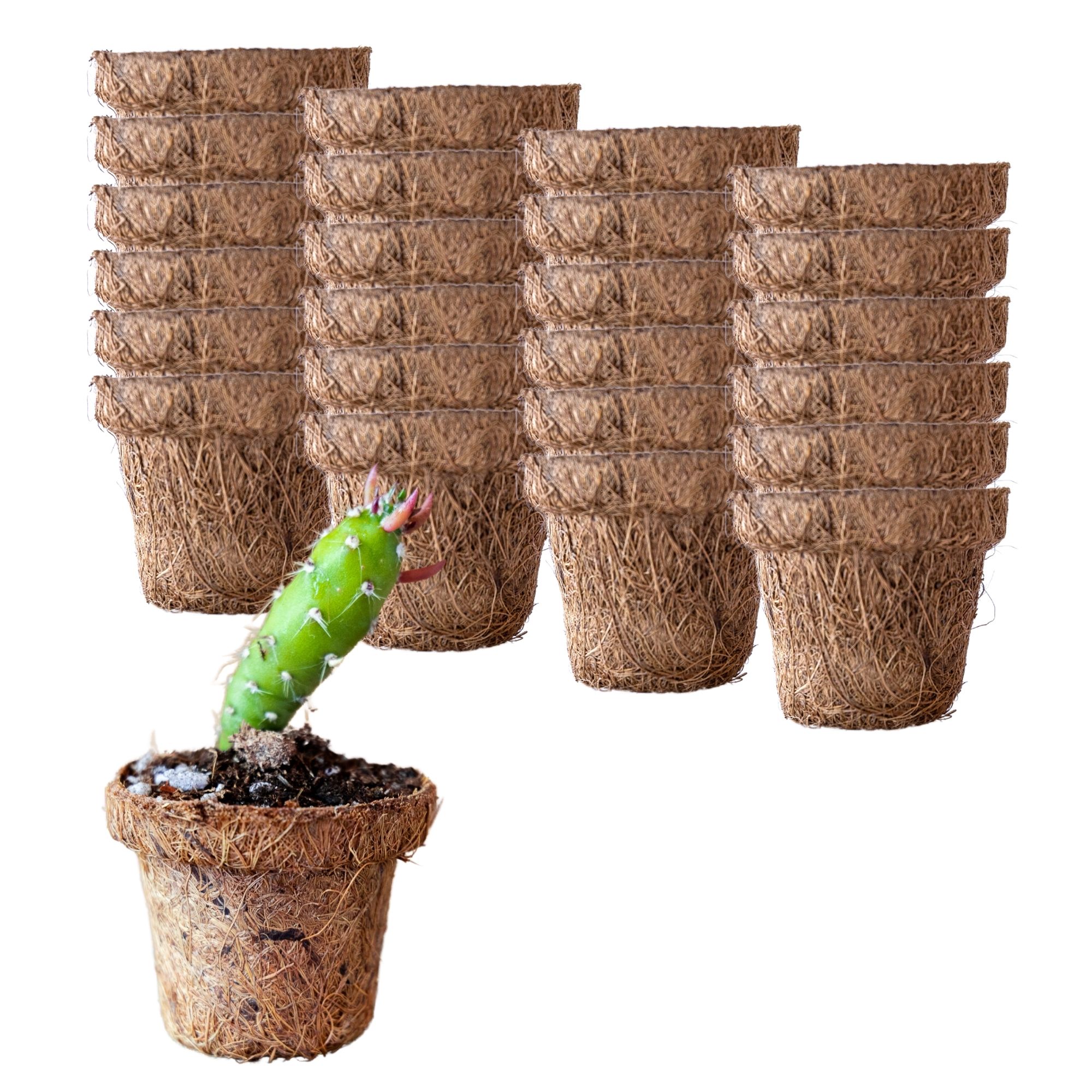 Coconut Fiber Plant Seedling Pots - Round - 24 Pack - 2.5 In. Rim x 2 In. Tall - Sustainable, Biodegradable Garden Seed Starting