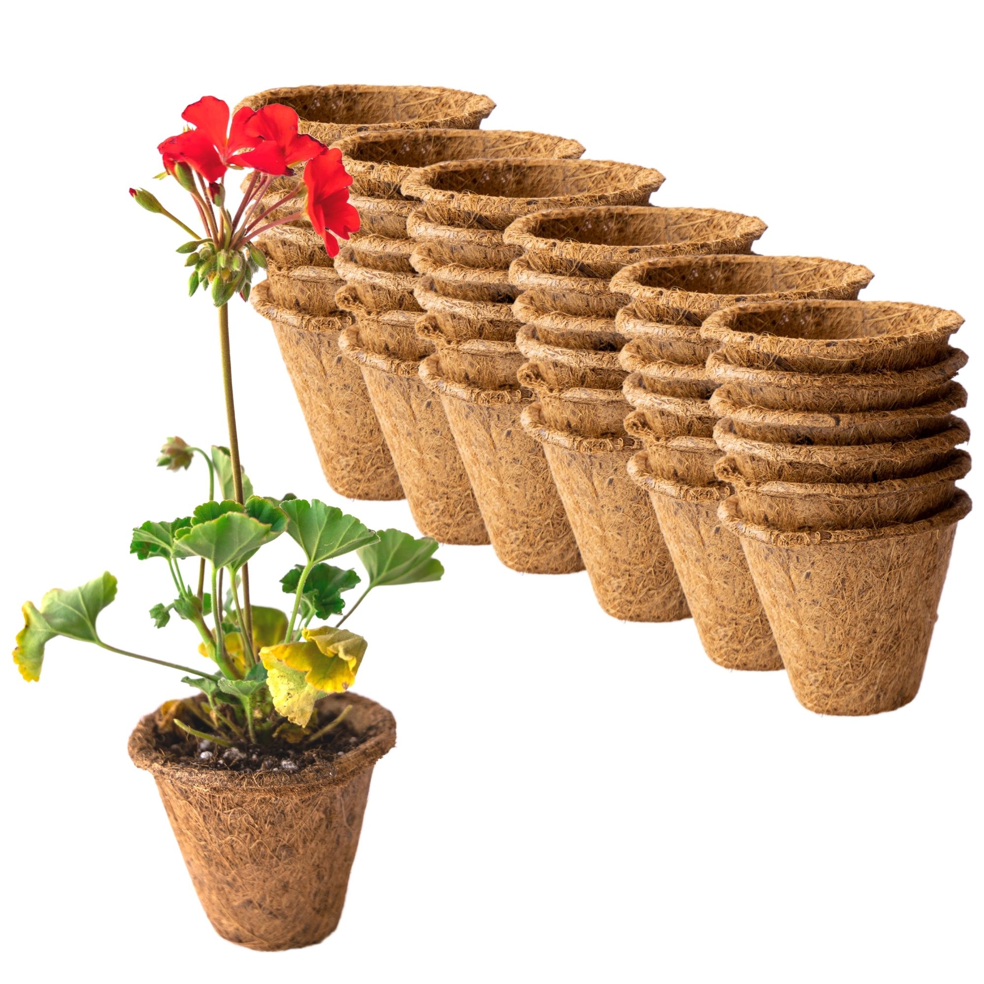 Coconut Fiber Plant Seedling Pots - Round - Q 36 - 4 In. Rim x 3.25 In. Tall - Eco Green, Biodegradable Garden Seed Starting - C