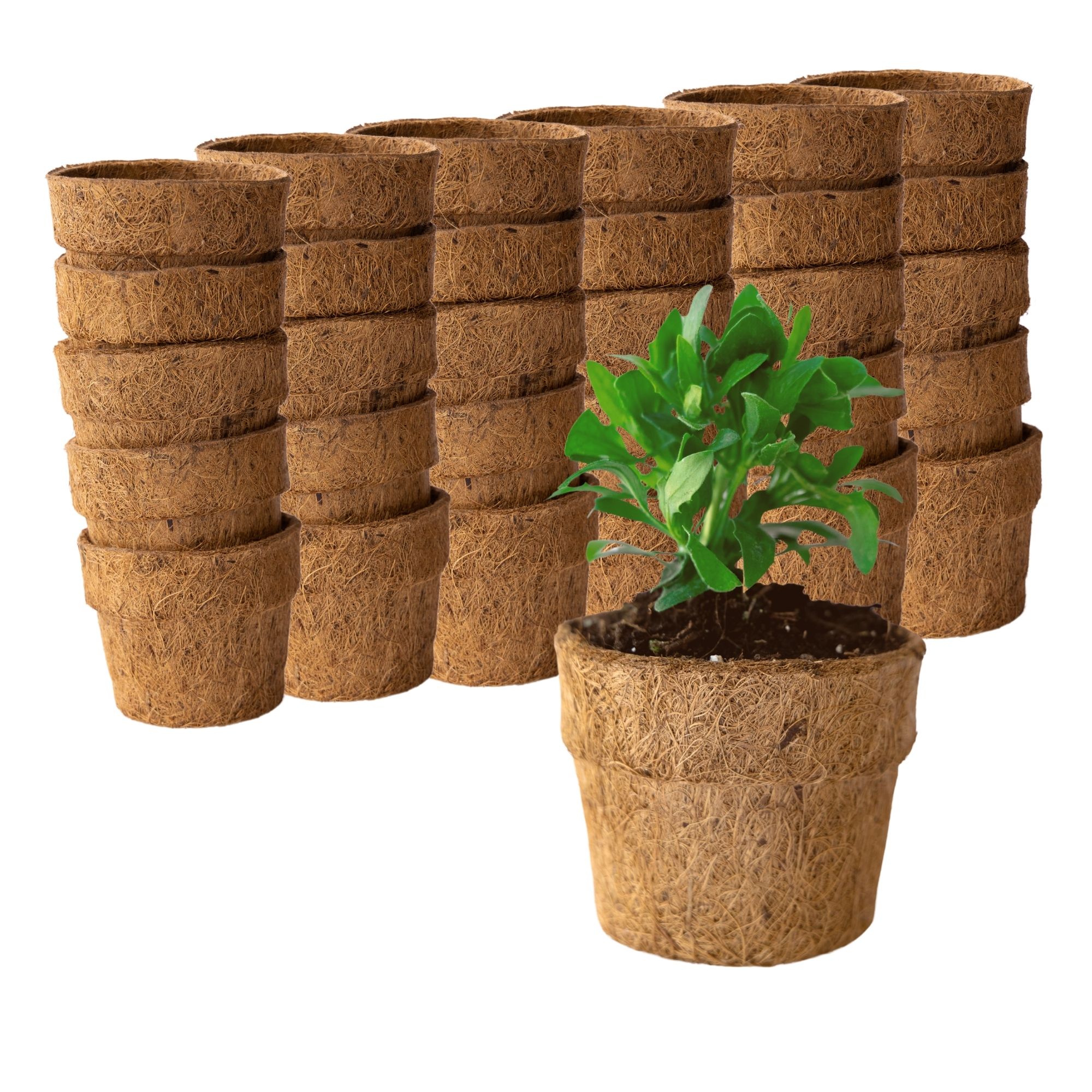 Coconut Fiber Planter Pots - 30 Pack - 4 In. Rim by 3.25 In. Tall - Round, Blunt - Garden Seed Starting - Direct Transplant - Co