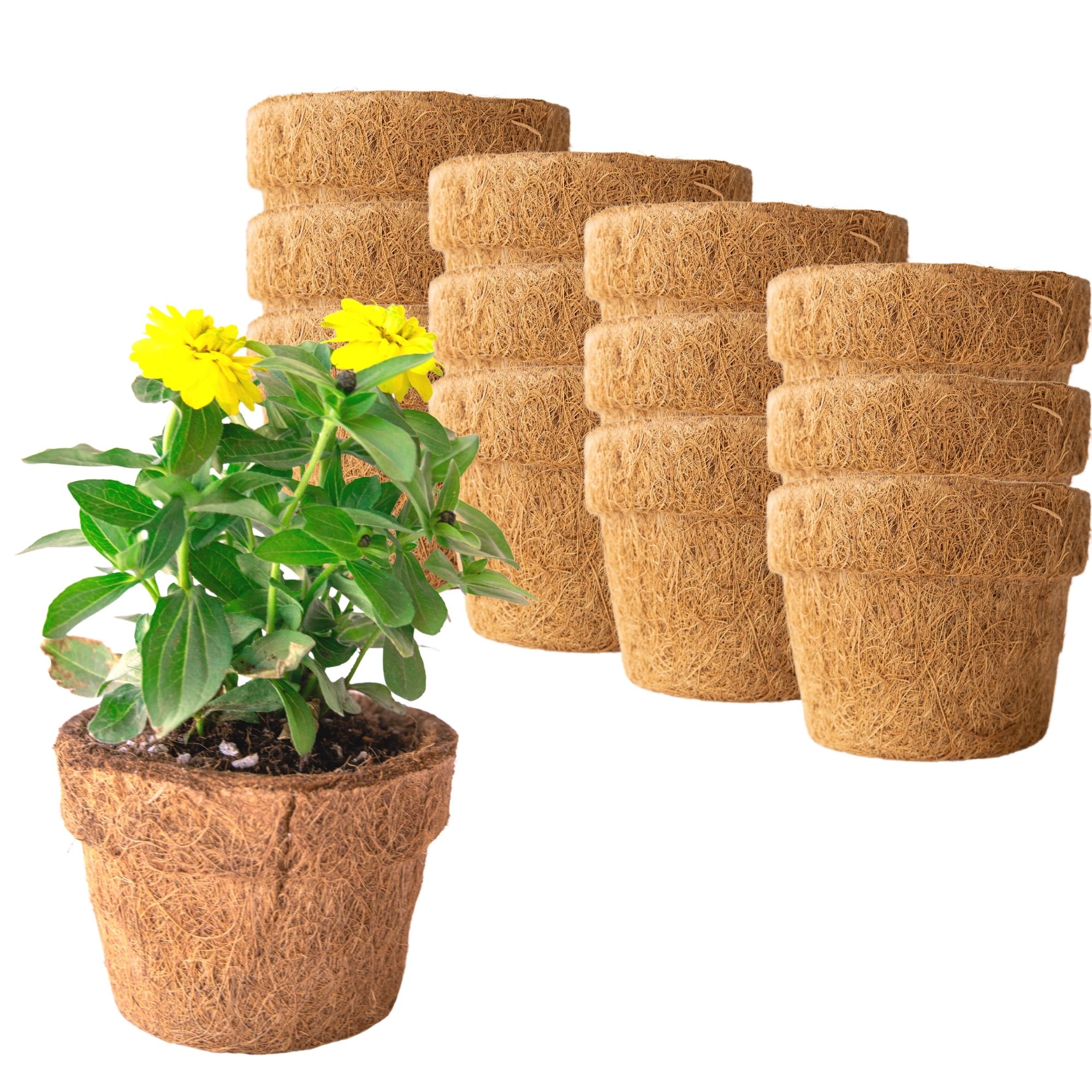 Coconut Fiber Planter Pots - 12 Pack - 5.5 In. Rim by 4.25 In. Tall - Blunt, Round - Garden Seed Starting Pots - Coco Coir Green