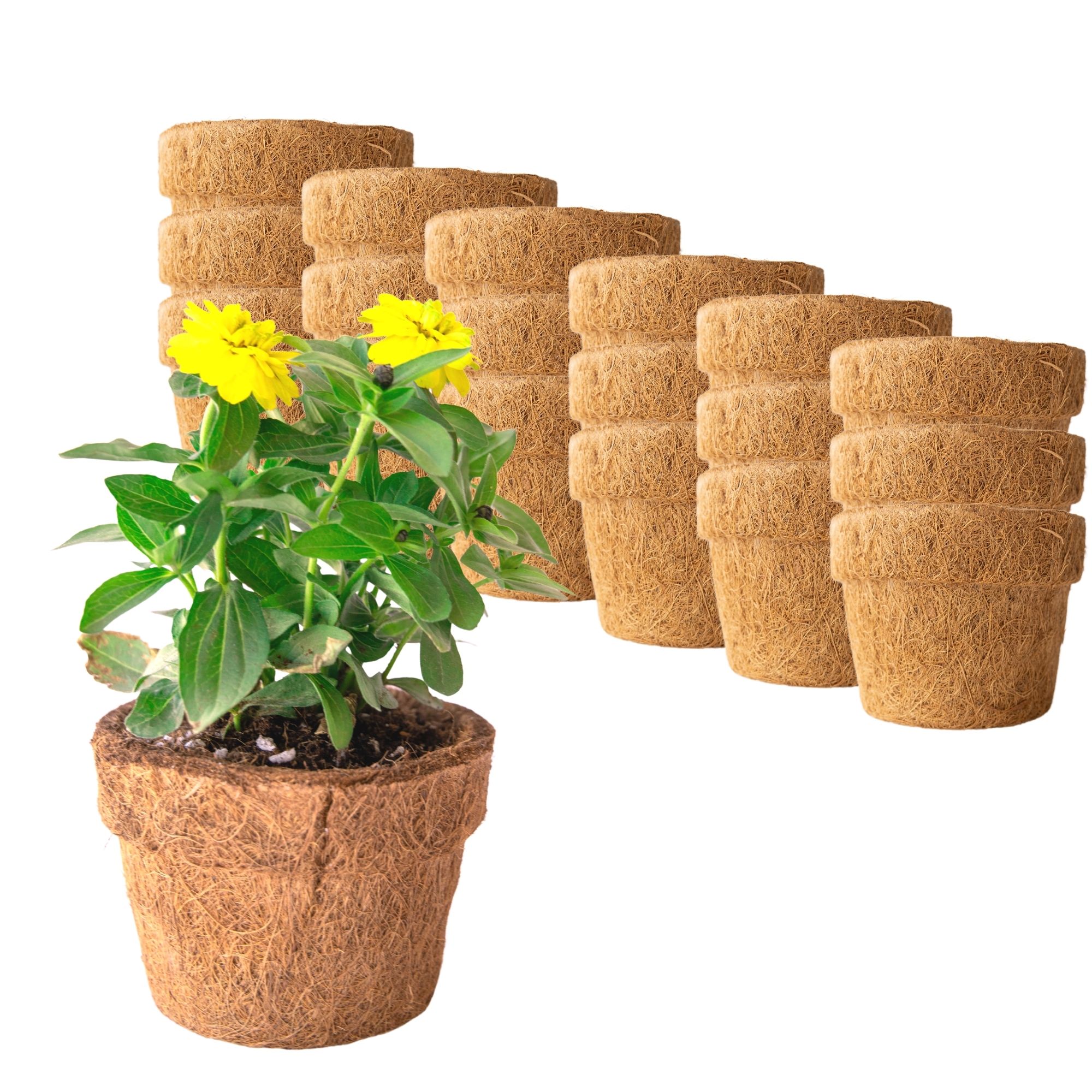 Coconut Fiber Planter Pots - 18 Pack - 5.5 In. Rim by 4.25 In. Tall - Blunt, Round - Garden Seed Starting Pots - Coco Coir Green