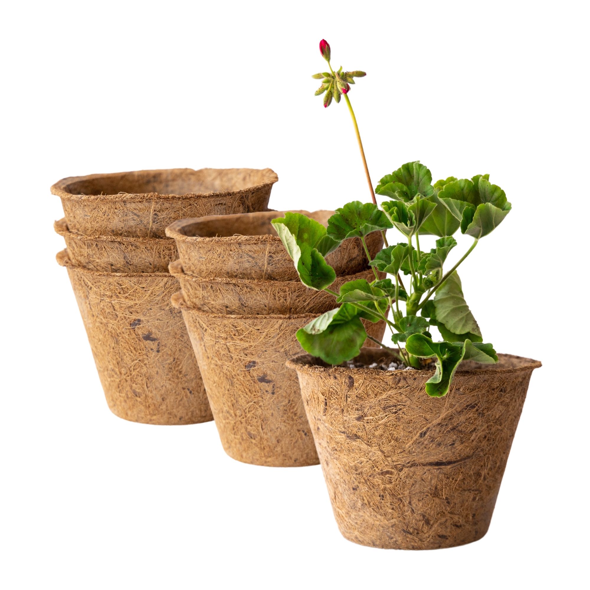 Coconut Fiber Planter Pots - 6 Pack - 6.5 In. Rim by 4.5 In. Tall - Large, Round - Garden Seed Starting Pots - Coco Coir Greenho