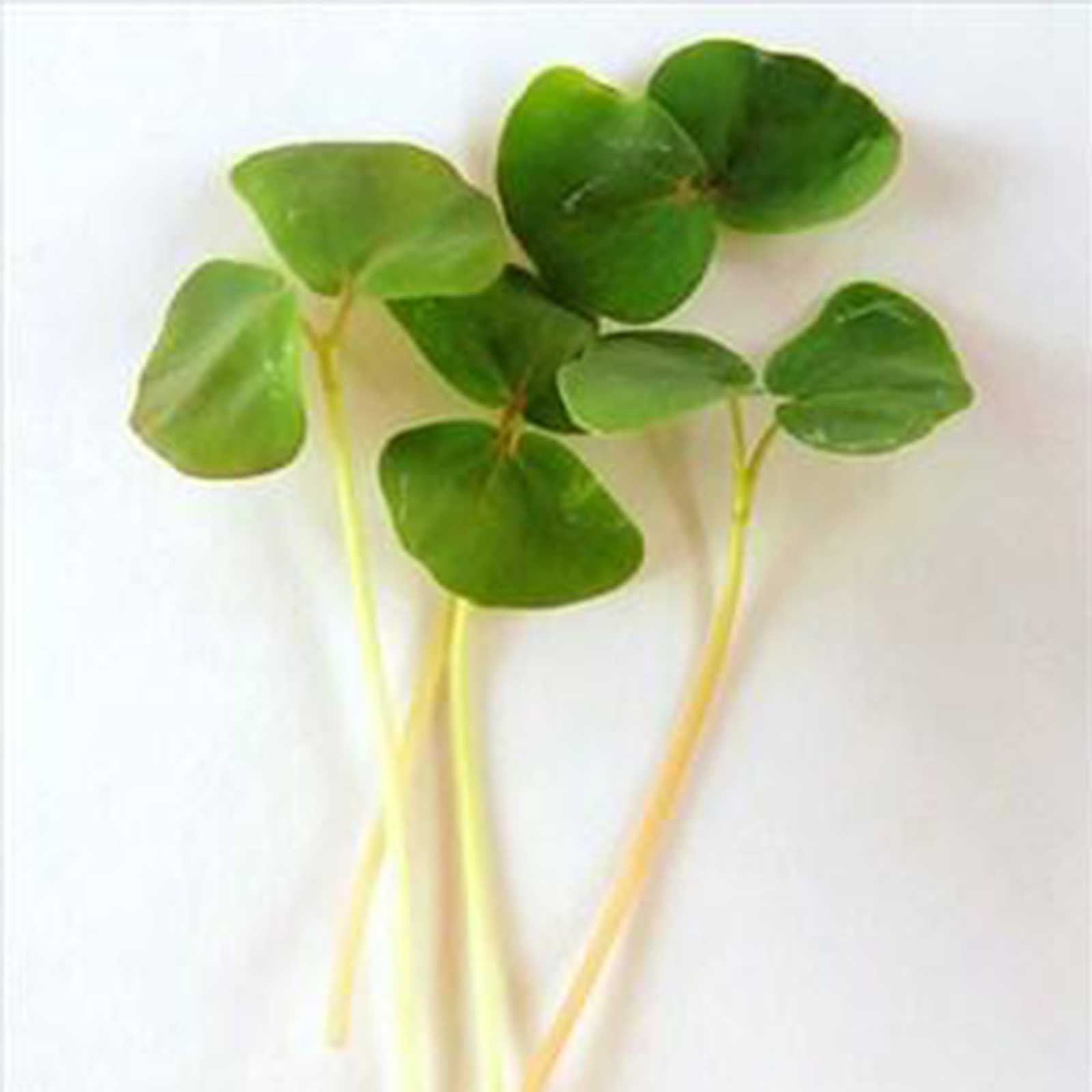 Seed Assortment: Soil Dozen Microgreens - Grow Micro Greens - Growing Micro Herbs & Vegetables, Shoots, Baby Leaf Salad