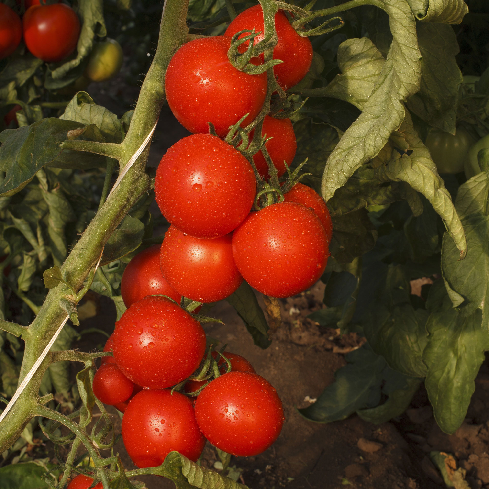 Organic Gardener's Delight Tomato Seeds - 1 Lb - Garden, Non-GMO