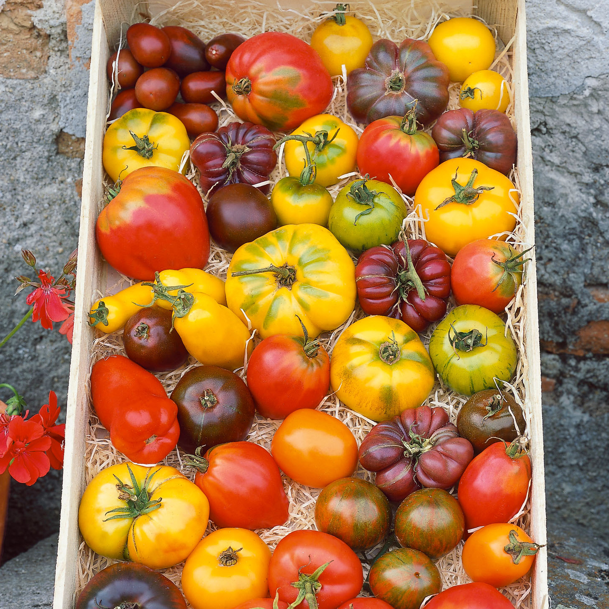 Organic Heirloom Tomato Blend Seeds - 1 Oz - Garden, Non-GMO