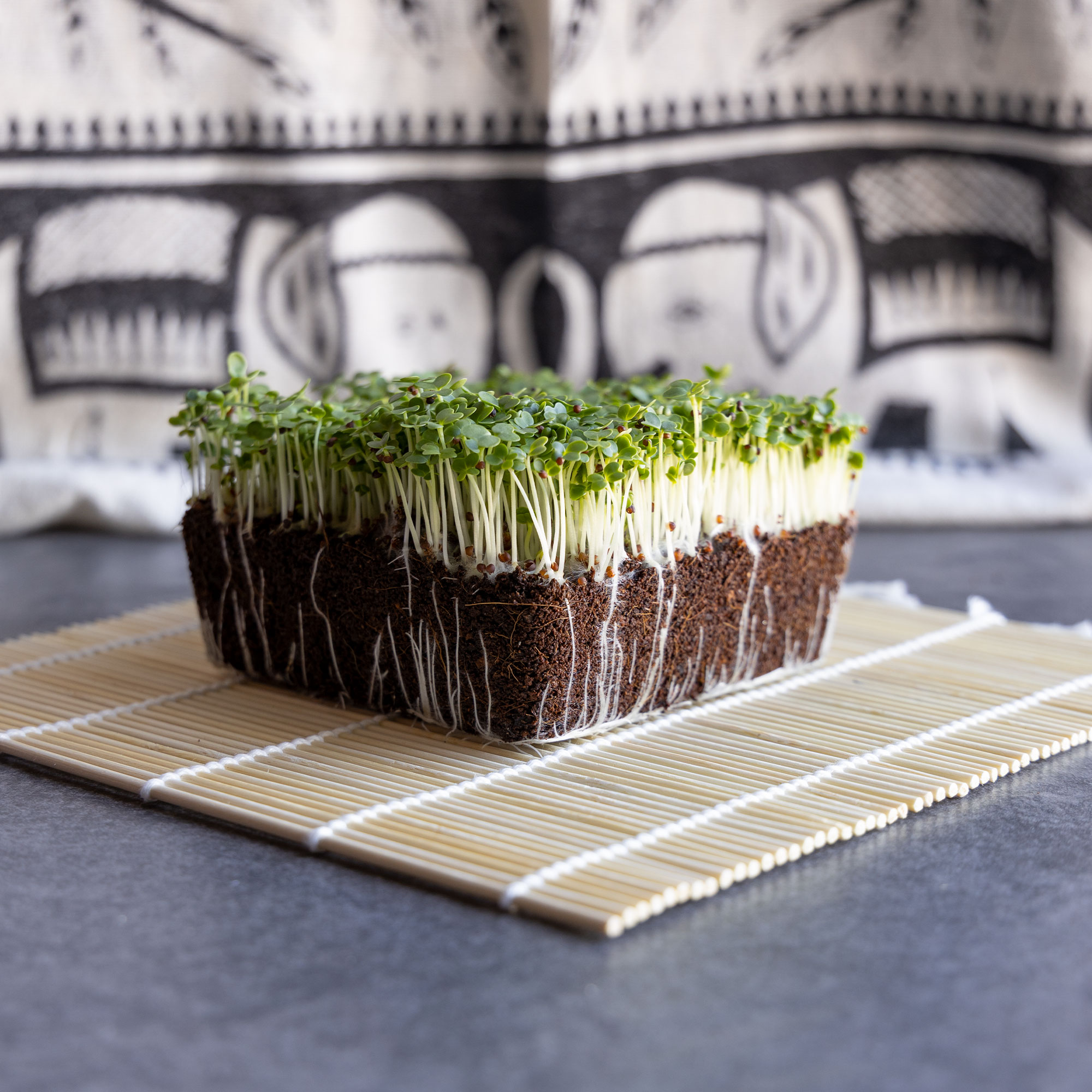 Cabbage Seeds - Pak Choi - Shanghai -3 g Packet ~648 Seeds - Non-GMO, Heirloom - Asian Garden Vegetable & Microgreens