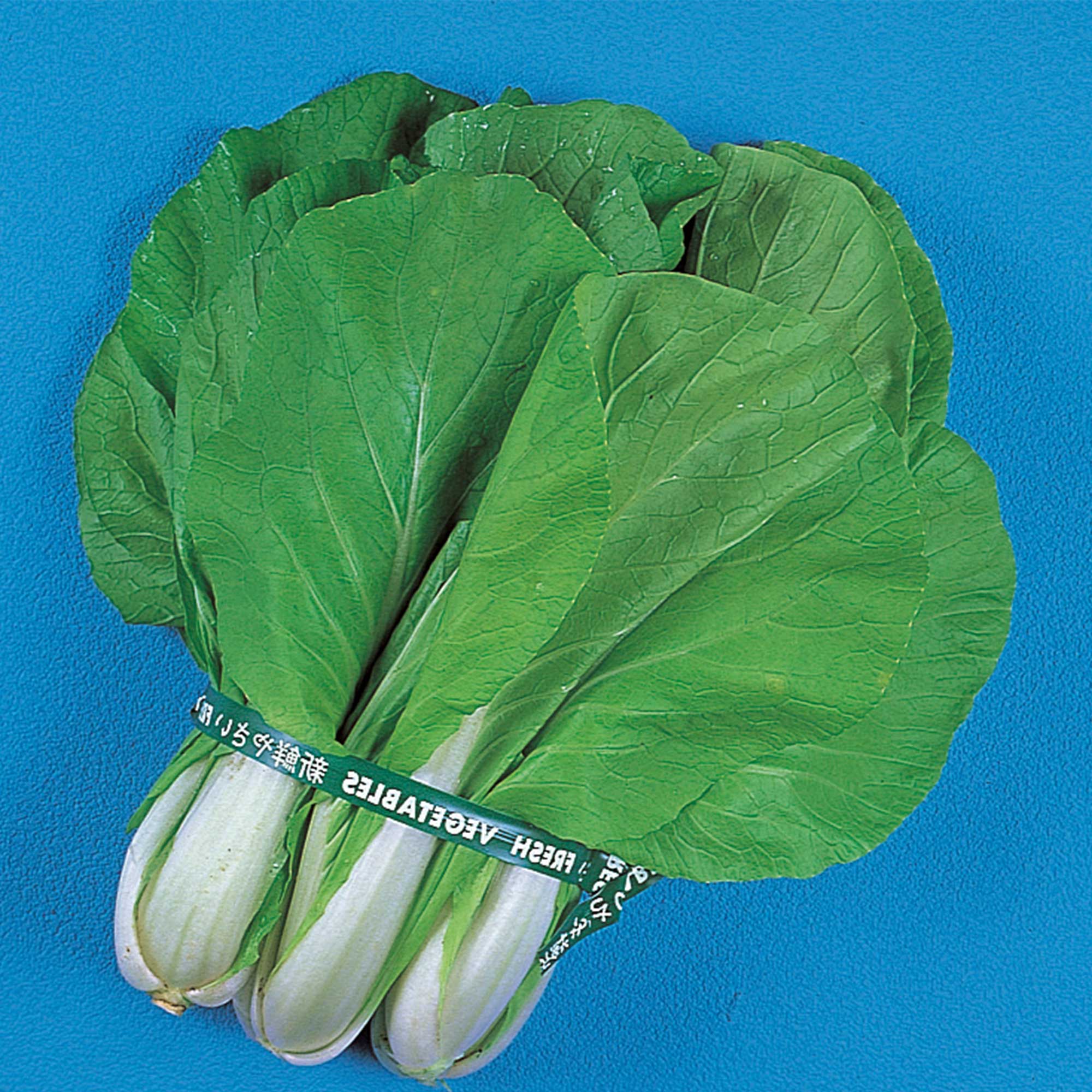 Chinese Cabbage Seeds - Maruba Santoh Round -4 g Packet ~1096 Seeds - Non-GMO, Heirloom - Asian Garden Vegetable & Microgreens