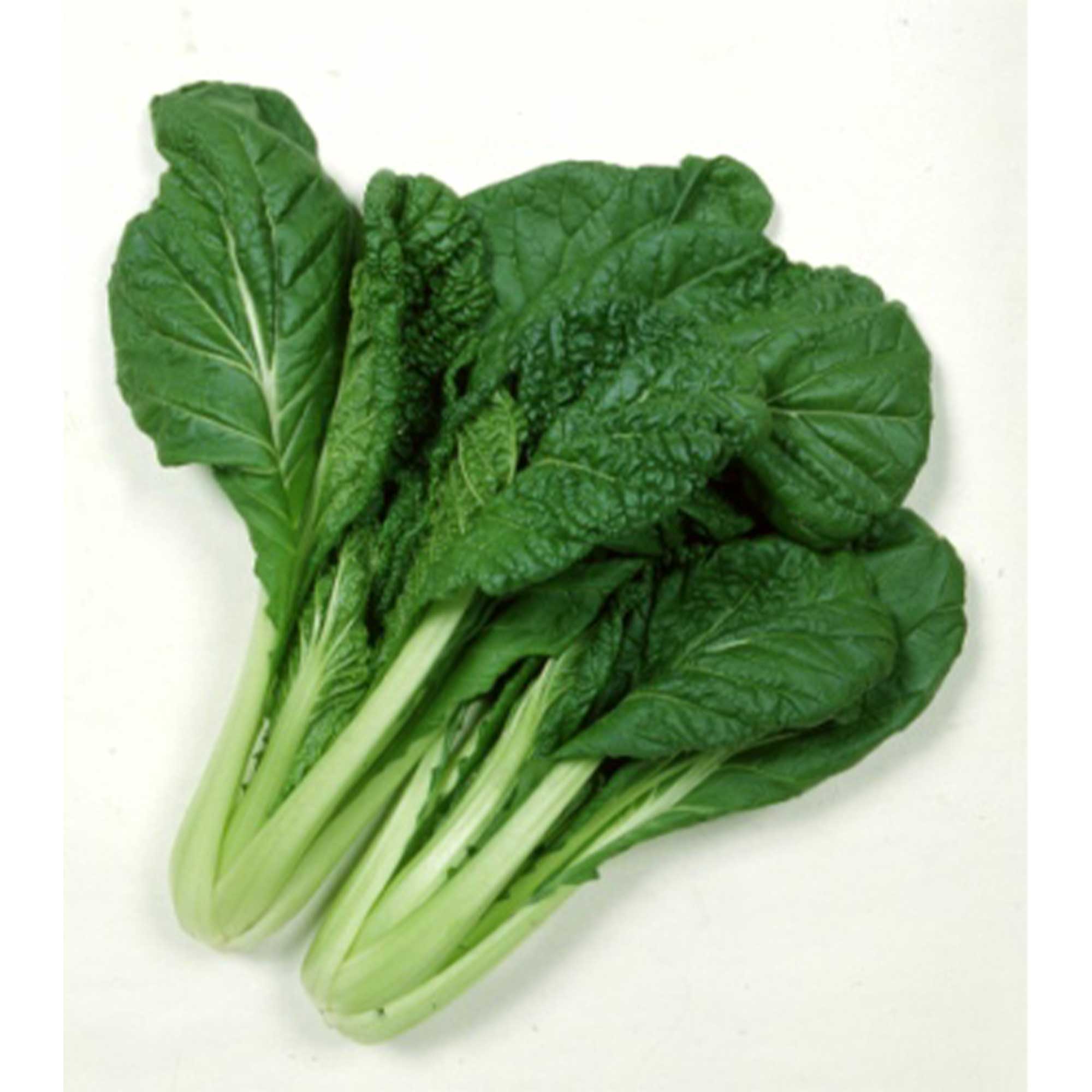 Chinese Cabbage Seeds - Vitaminna -4 g Packet ~2350 Seeds - Non-GMO, Heirloom - Asian Garden Vegetable & Microgreens