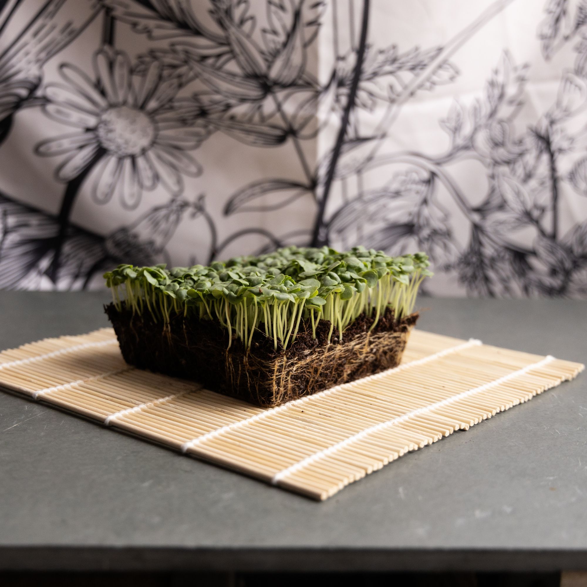 Shiso Herb Gardening Seeds (Perilla) - Korean -2 g Packet ~1678 Seeds - Non-GMO, Heirloom - Microgreens & Asian Herb Gardening