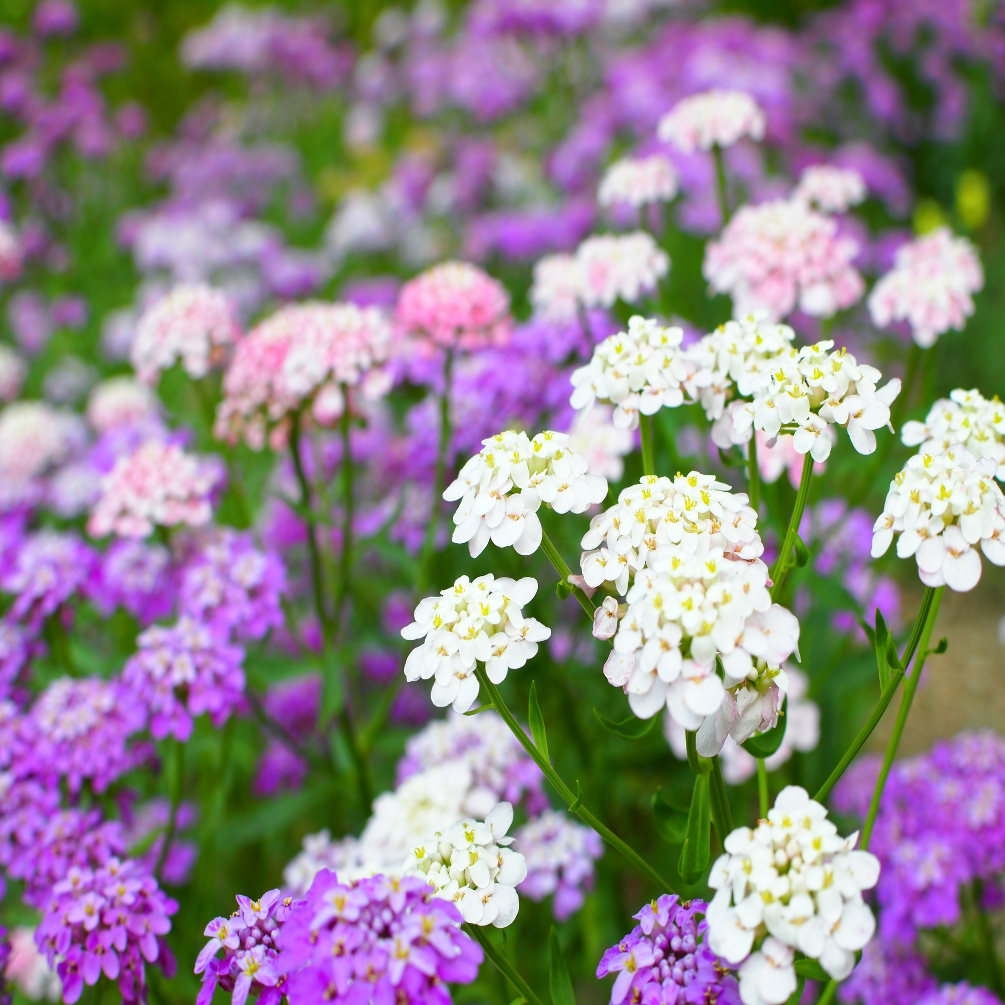 Seeds: Candytuft Iberis Flower Garden-Dwarf Fairy Mixture-4 Oz-Annual - Buy Non-GMO Iberis umbellata Farm & Gardening Seeds Onli