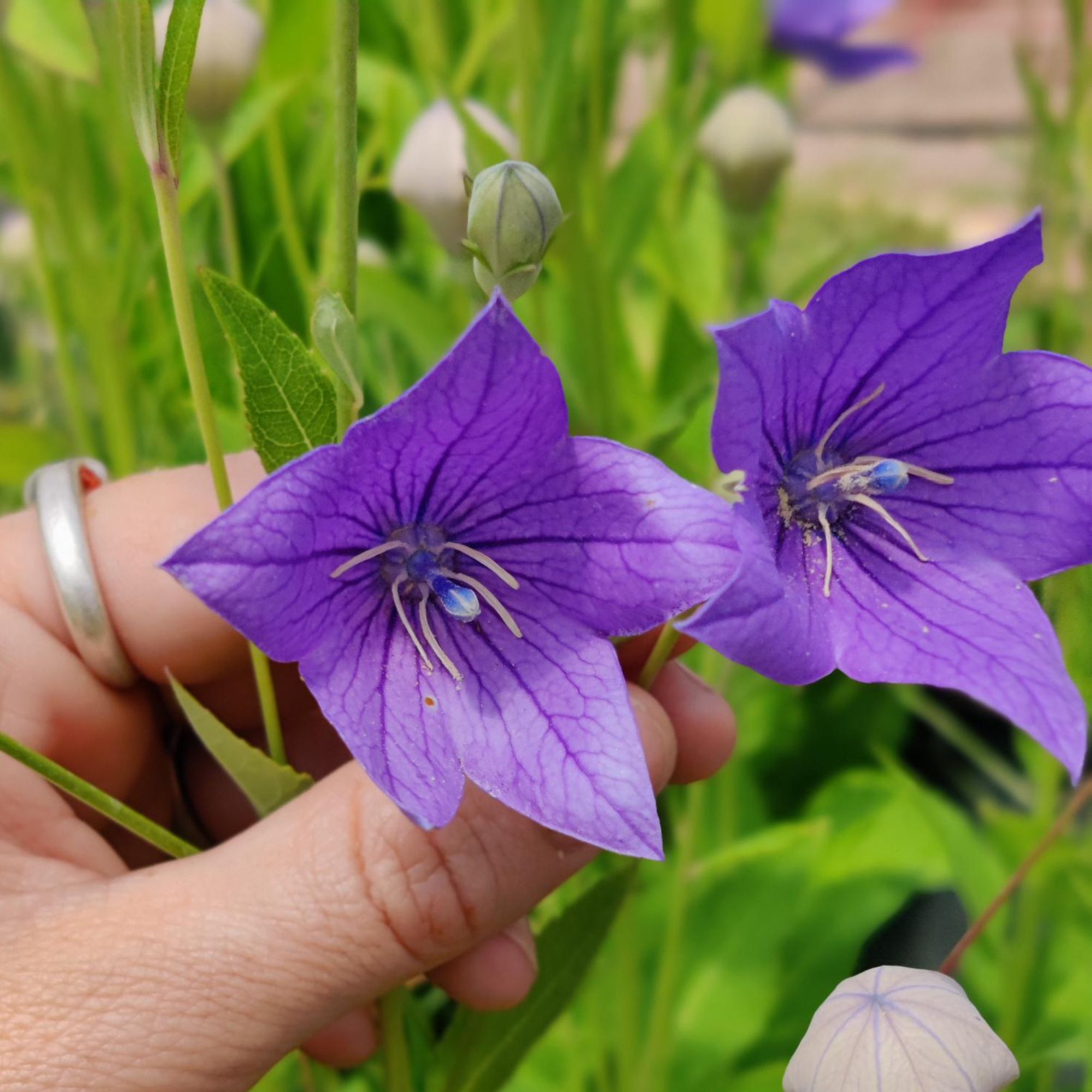Toraji Seeds - Balloon Flower -0.25 Oz ~14175 Seeds - Non-GMO, Heirloom - Asian Edible Flower