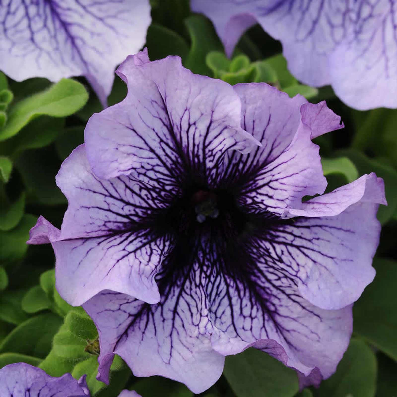 Petunia Flower Garden Seeds - Daddy Series - Pelleted - Blue - 25 Seed Packet - Annual - Buy Petunia x hybrida Gardening Seeds O