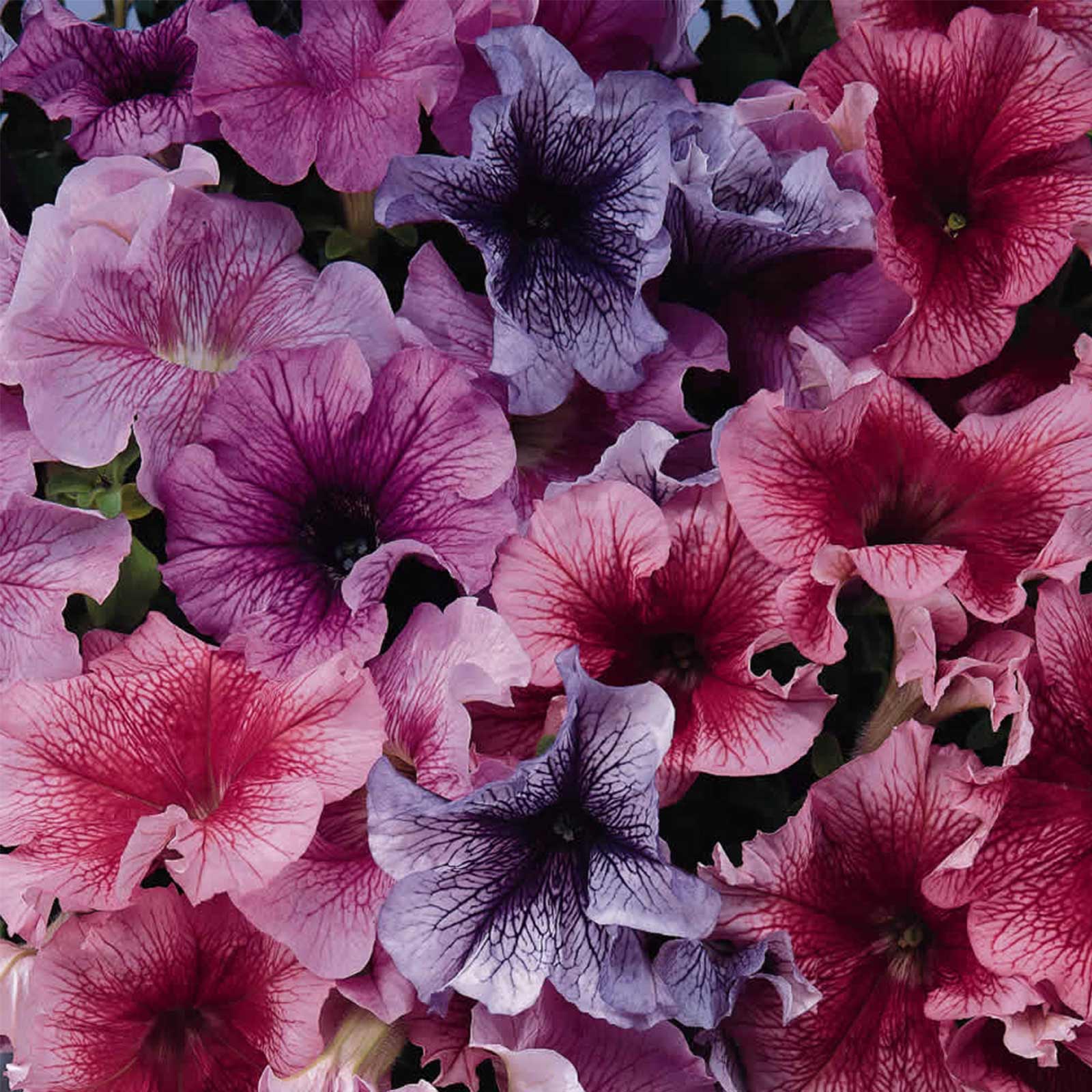 Petunia Flower Garden Seeds - Daddy Series - Pelleted - Mix - 25 Seed Packet - Annual - Buy Petunia x hybrida Gardening Seeds On
