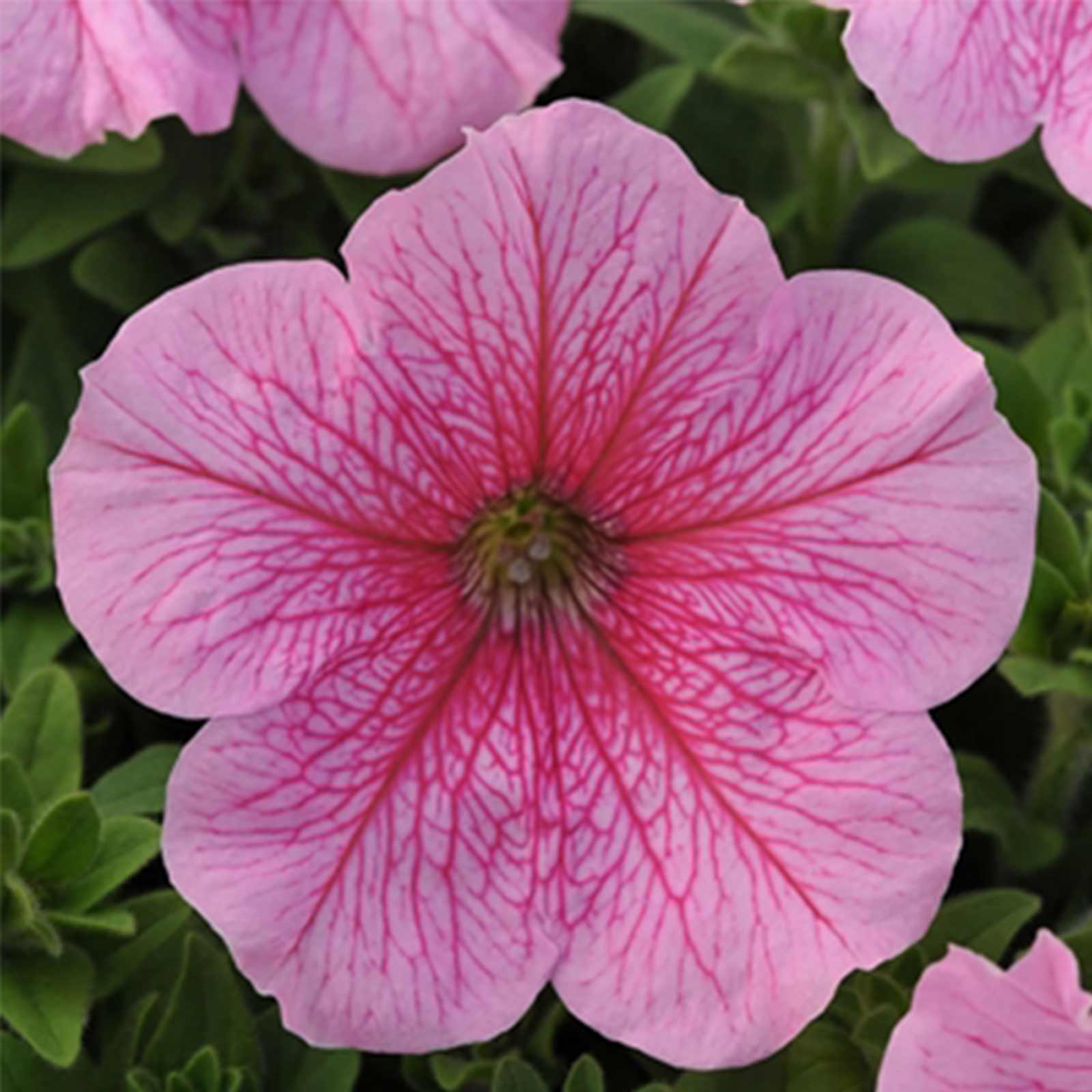 Petunia Flower Garden Seeds - Daddy Series - Pelleted - Pink - 100 Seeds - Annual - Buy Petunia x hybrida Gardening Seeds Online