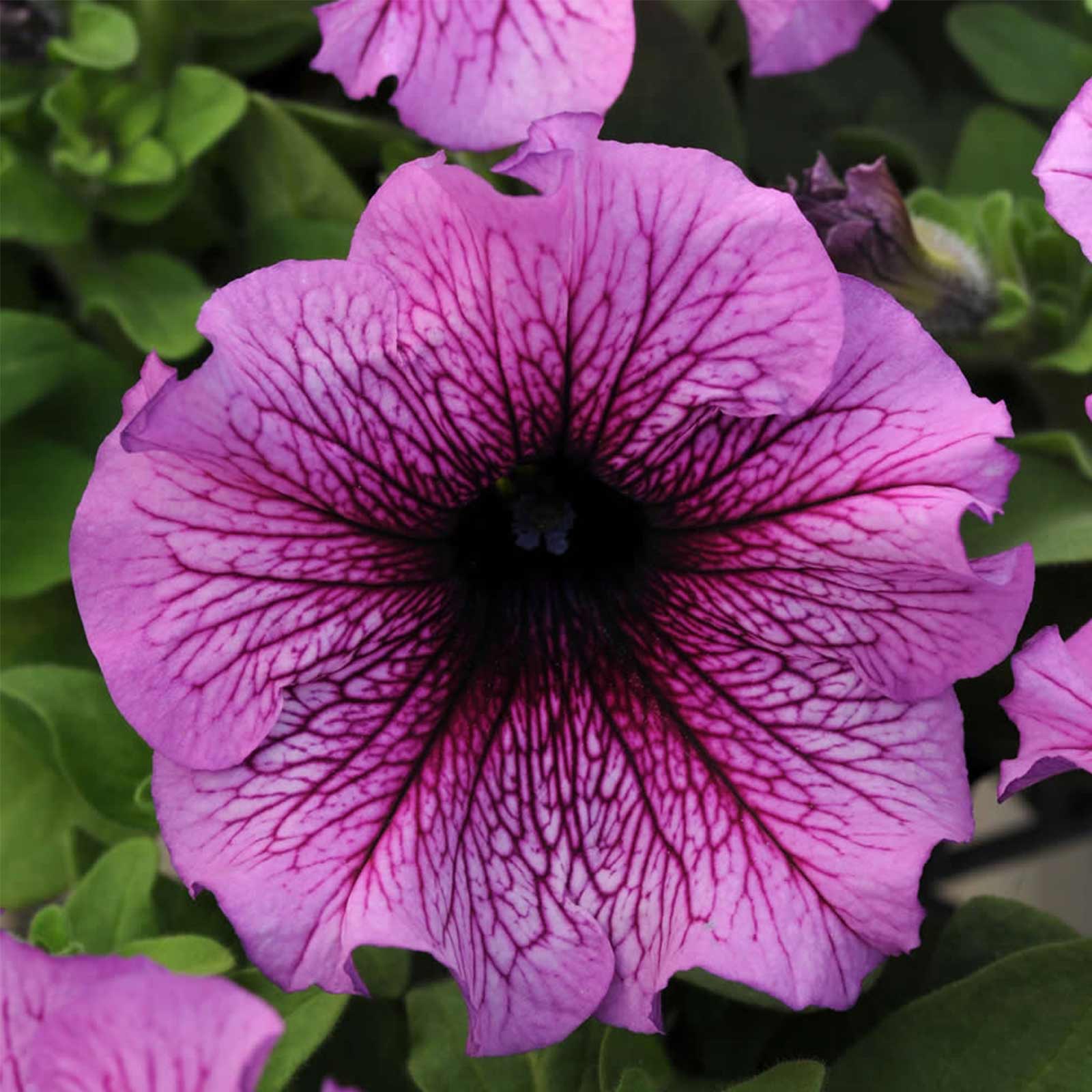 Petunia Flower Garden Seeds - Daddy Series - Pelleted - Sugar - 25 Seed Packet - Annual - Buy Petunia x hybrida Gardening Seeds 