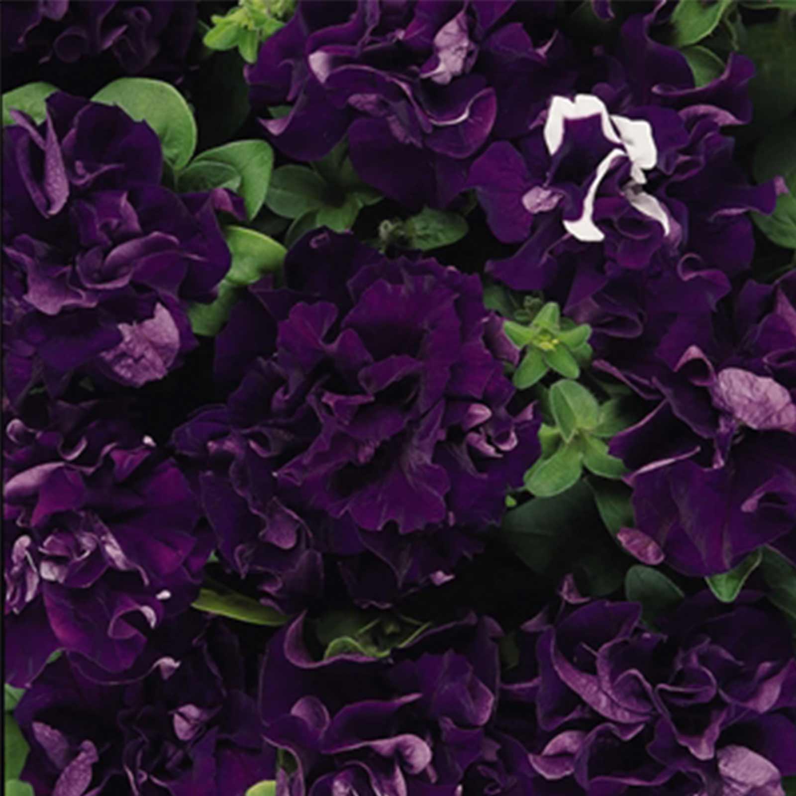 Seeds: Petunia - Double Cascade Flower Garden - Pelleted - Blue - 100 Seeds - Buy Petunia x hybrida Gardening Seeds Online