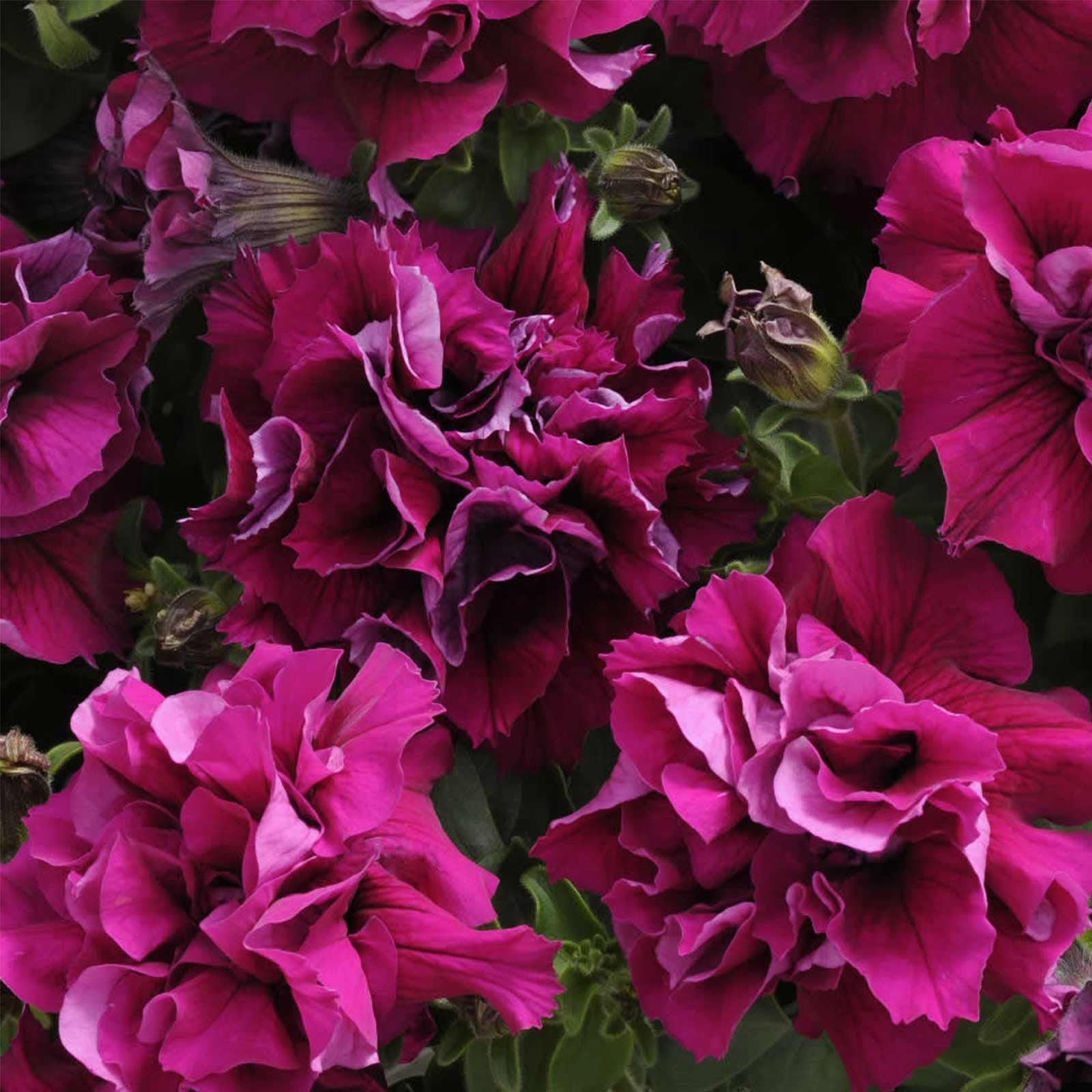 Petunia Seeds - Double Madness - Burgundy - Pack of 25 Pelleted Seeds - Flower Garden - Buy Petunia x hybrida Seeds Online