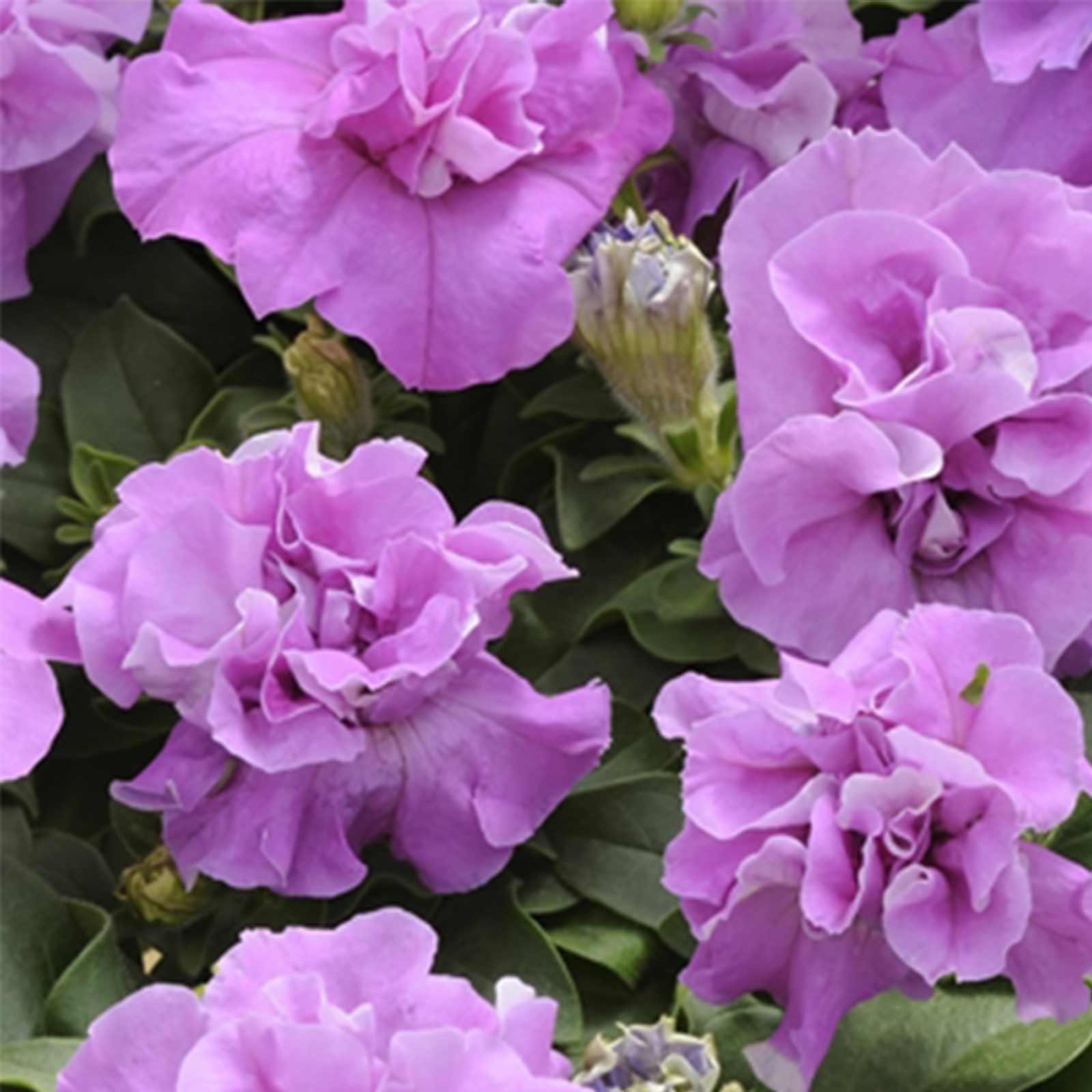 Petunia Seeds - Double Madness - Lavender - Pack of 25 Pelleted Seeds - Flower Garden - Buy Petunia x hybrida Seeds Online
