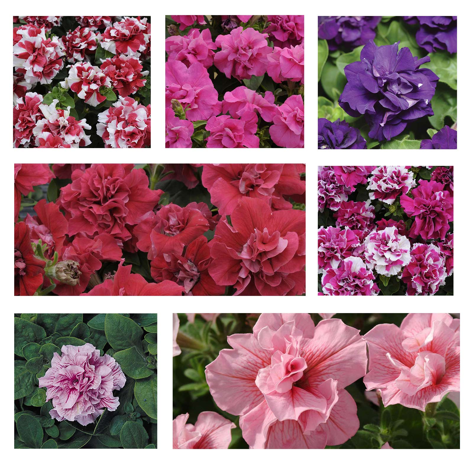Petunia Seeds - Double Madness - Mix - Pack of 25 Pelleted Seeds - Flower Garden - Buy Petunia x hybrida Seeds Online